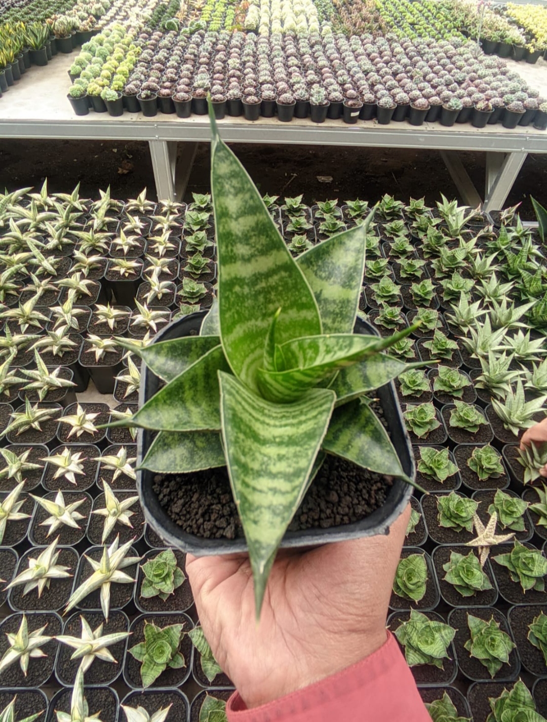 1314. Sansevieria Kinobi - Image 5