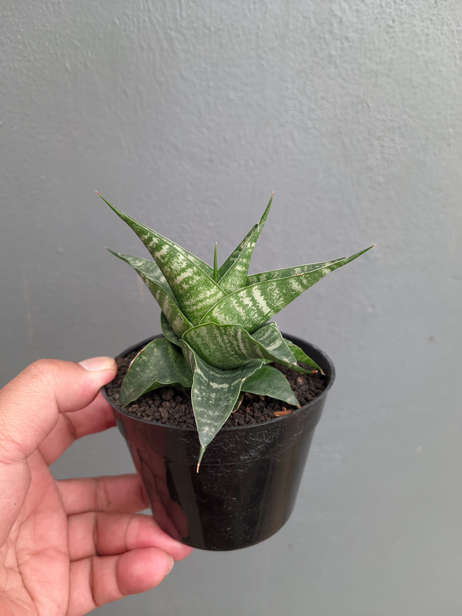 1315. Sansevieria Vegeta - Image 3