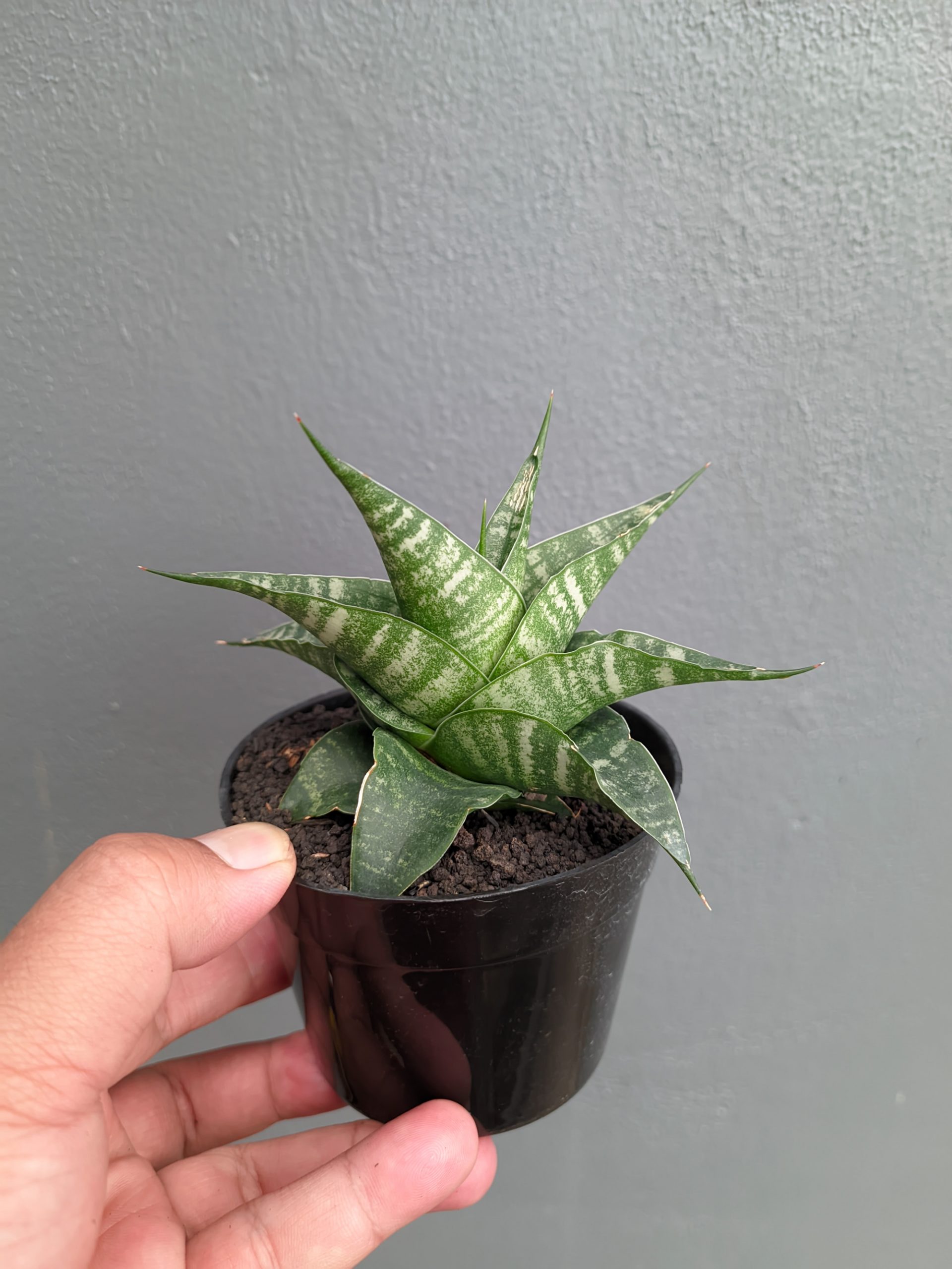 1315. Sansevieria Vegeta - Image 12
