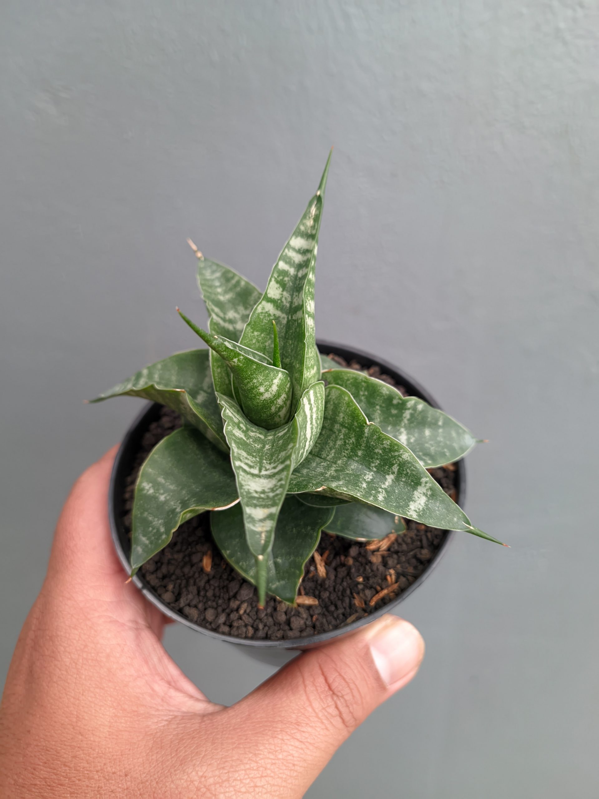 1315. Sansevieria Vegeta - Image 13
