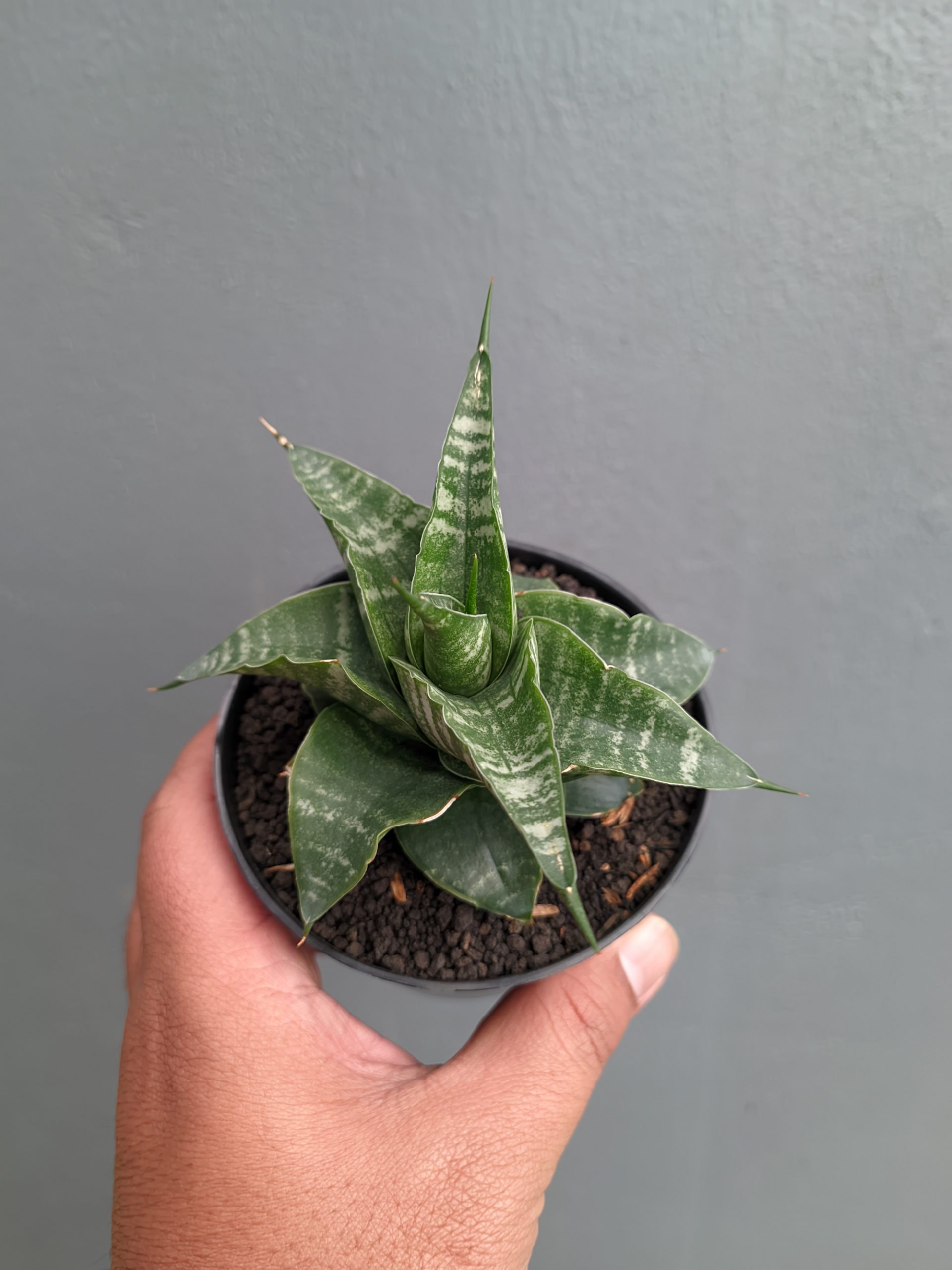 1315. Sansevieria Vegeta - Image 14