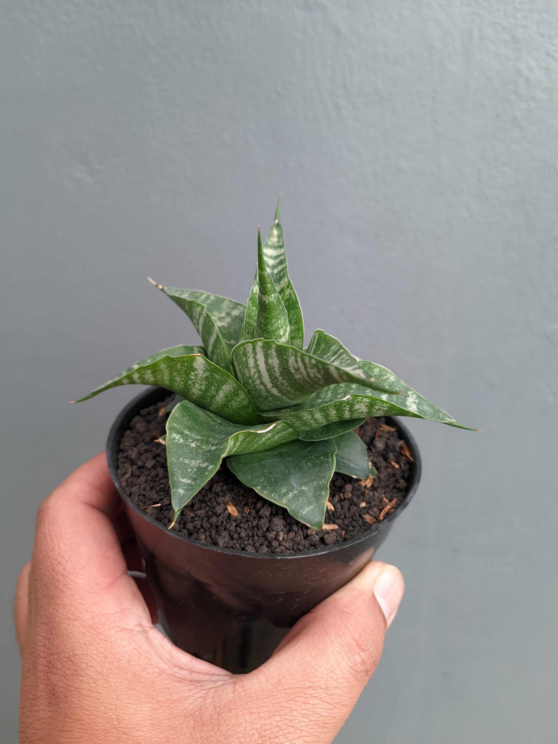 1315. Sansevieria Vegeta - Image 15
