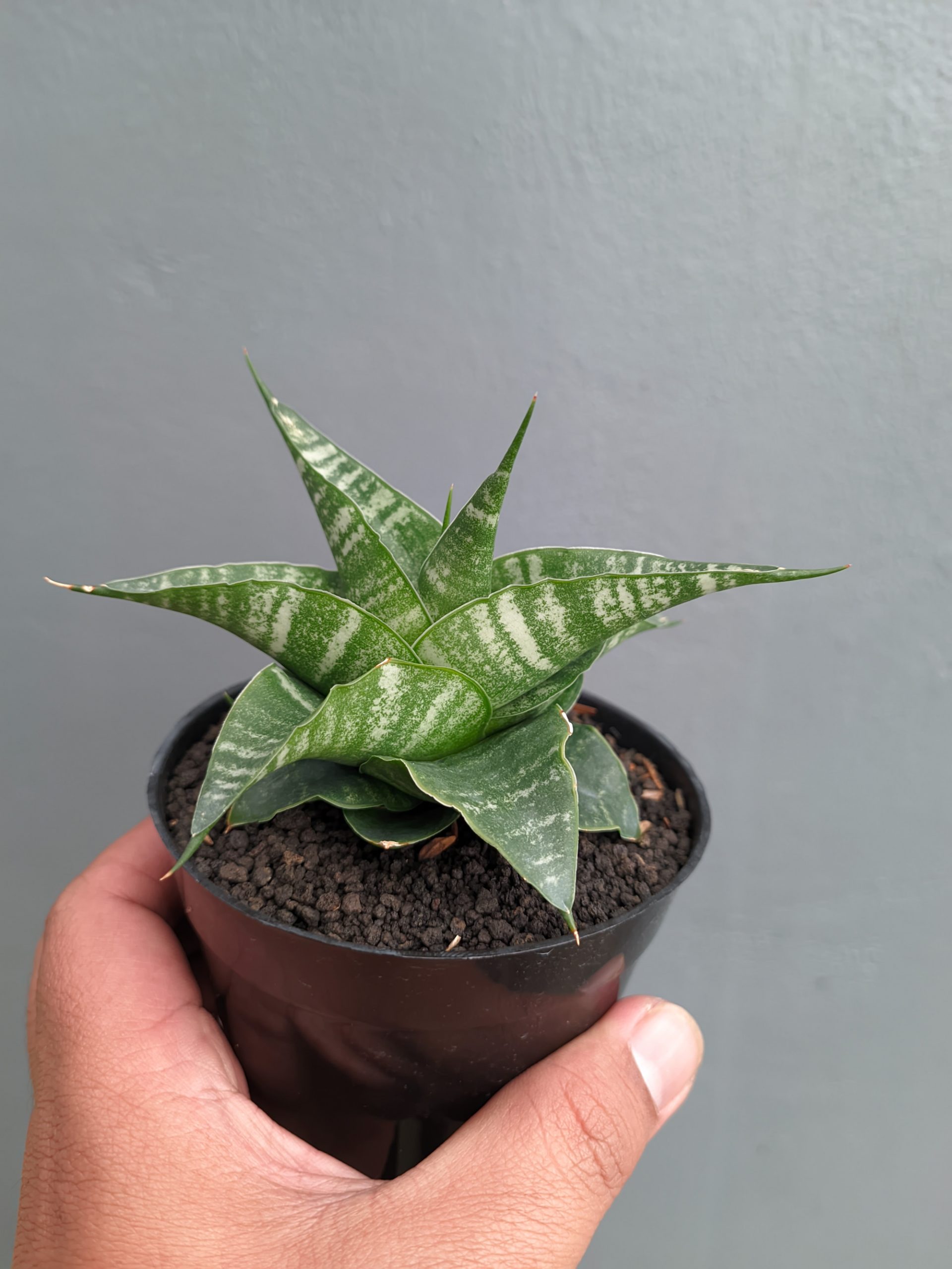 1315. Sansevieria Vegeta - Image 16