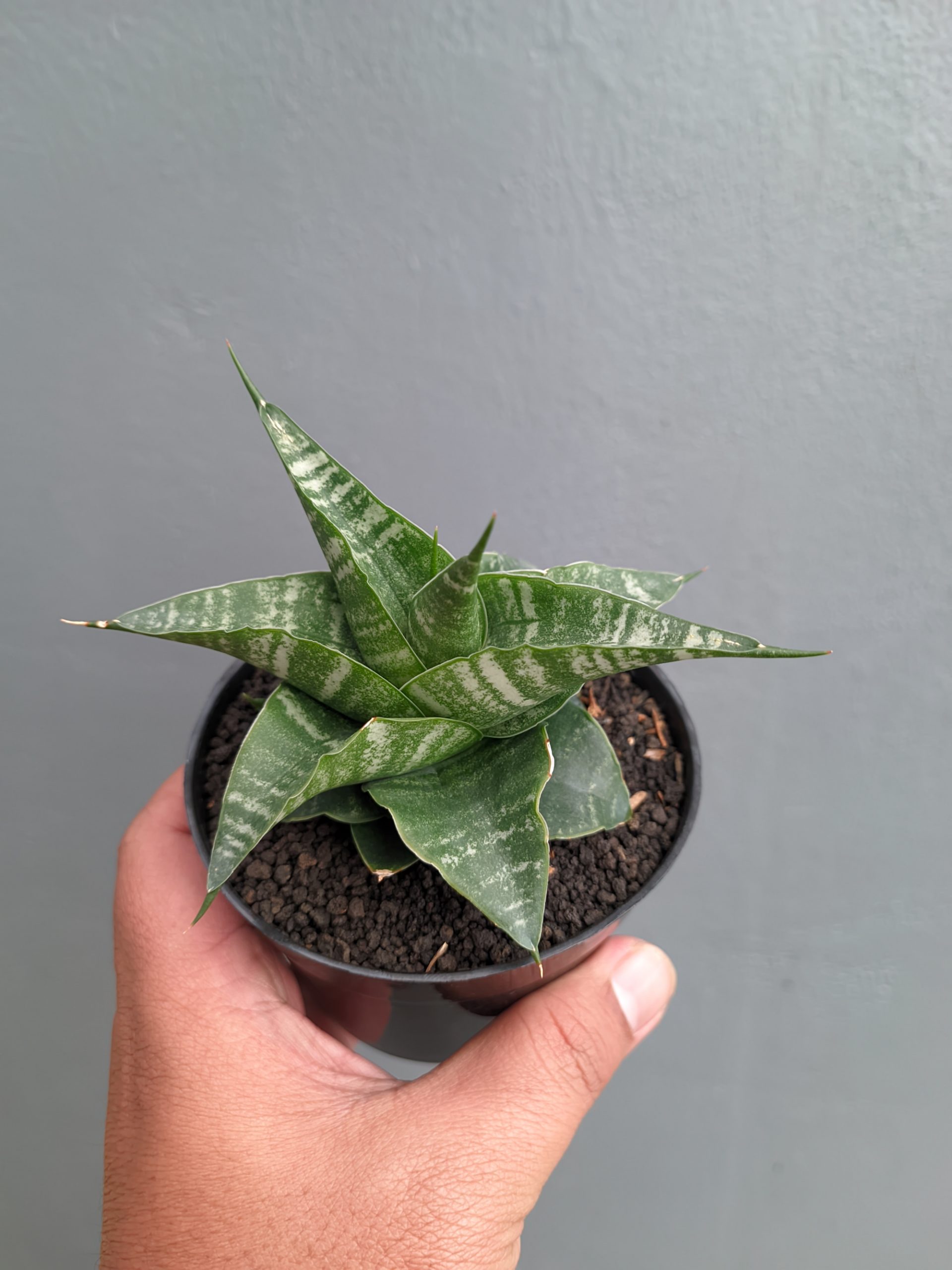 1315. Sansevieria Vegeta - Image 17