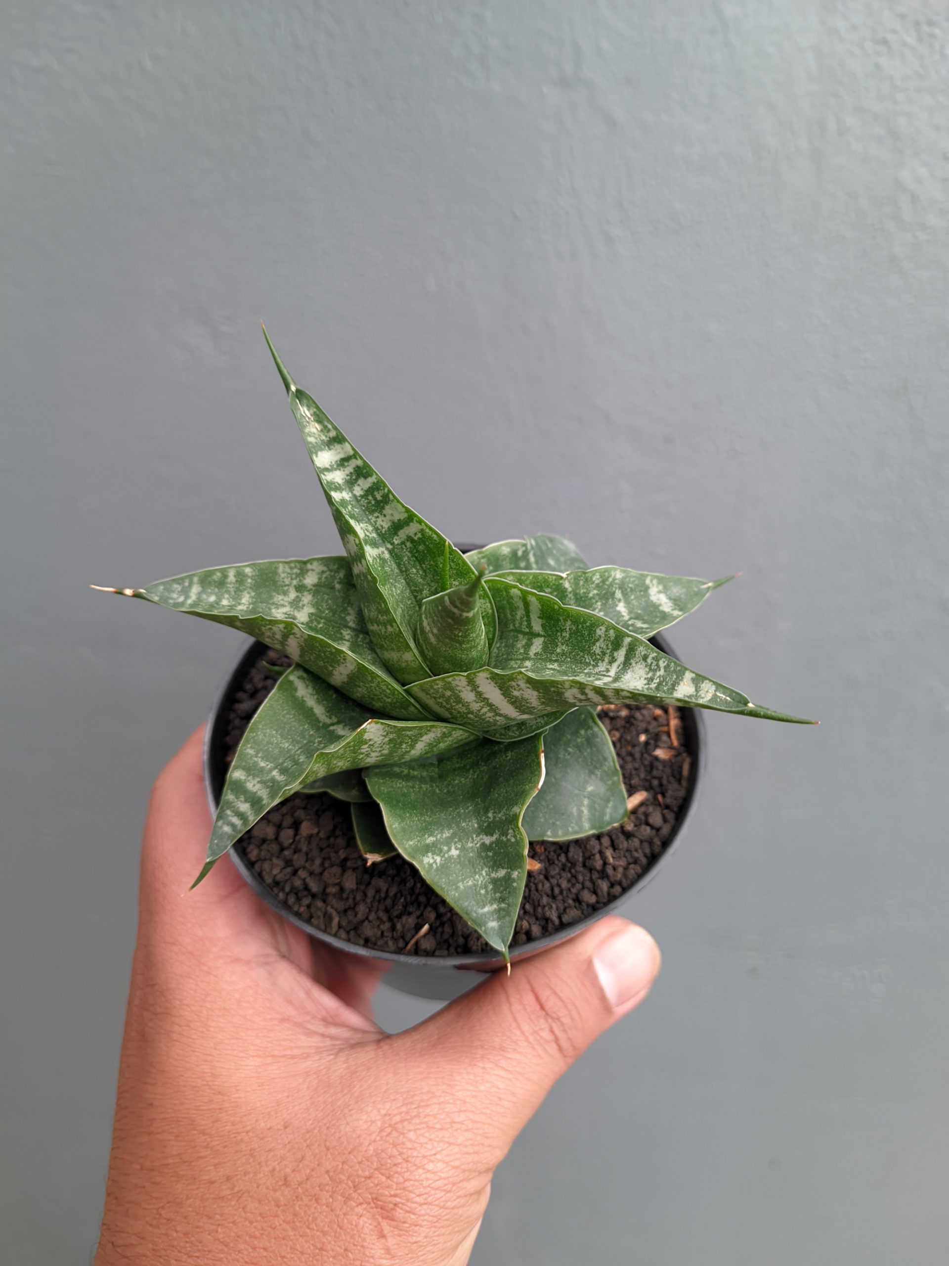 1315. Sansevieria Vegeta - Image 18