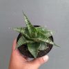1315. Sansevieria Vegeta