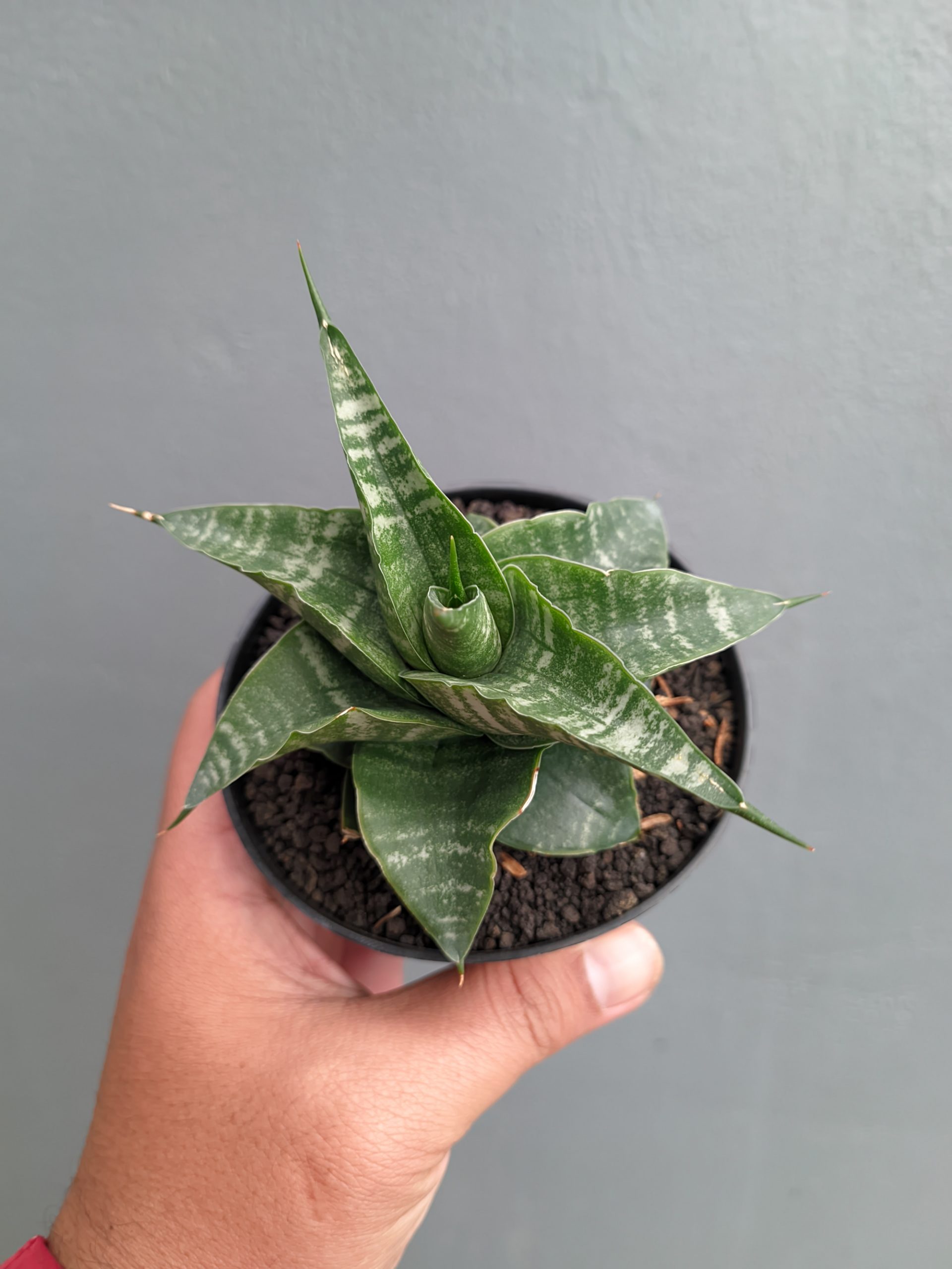 1315. Sansevieria Vegeta - Image 19