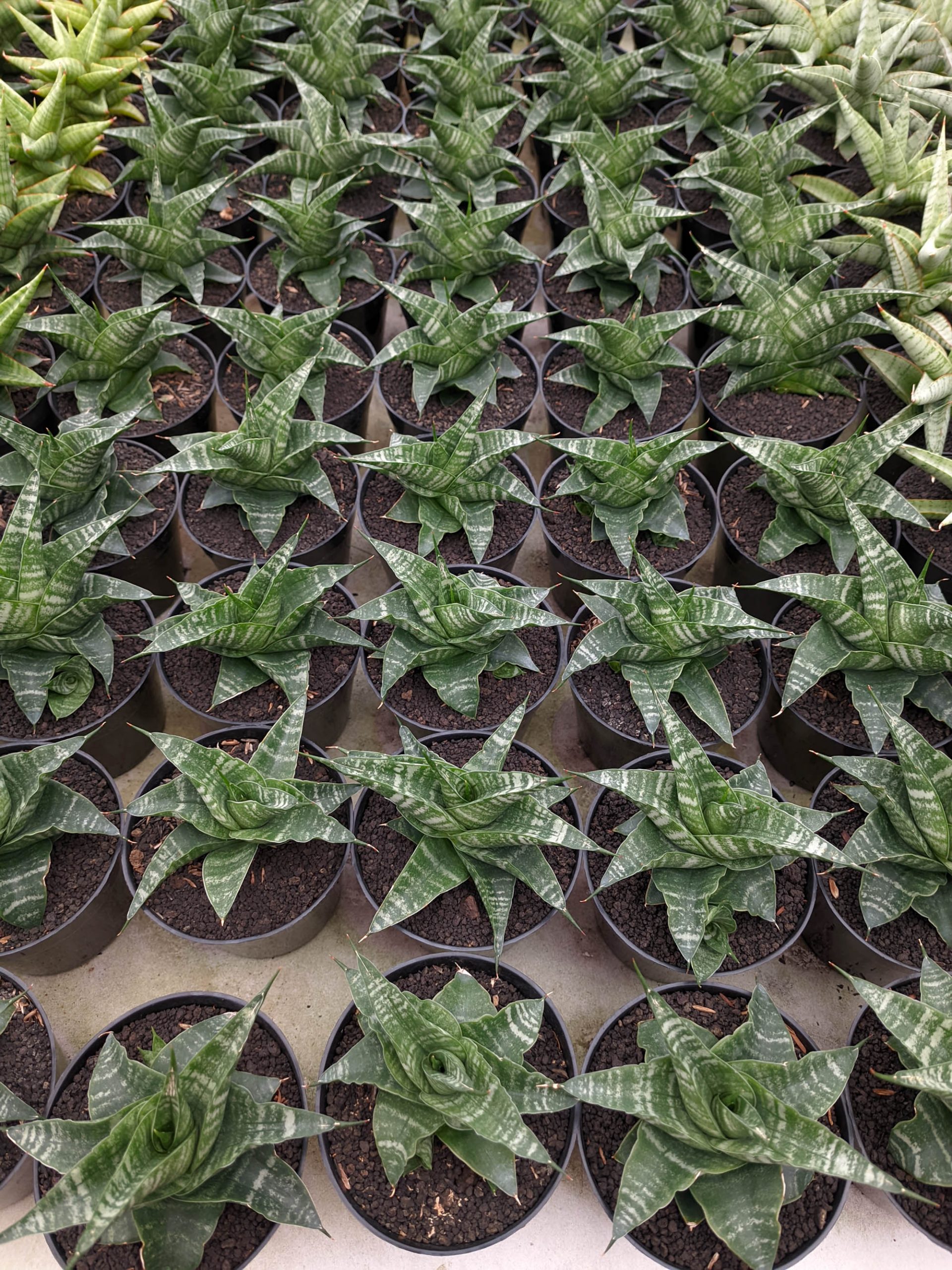 1315. Sansevieria Vegeta - Image 2