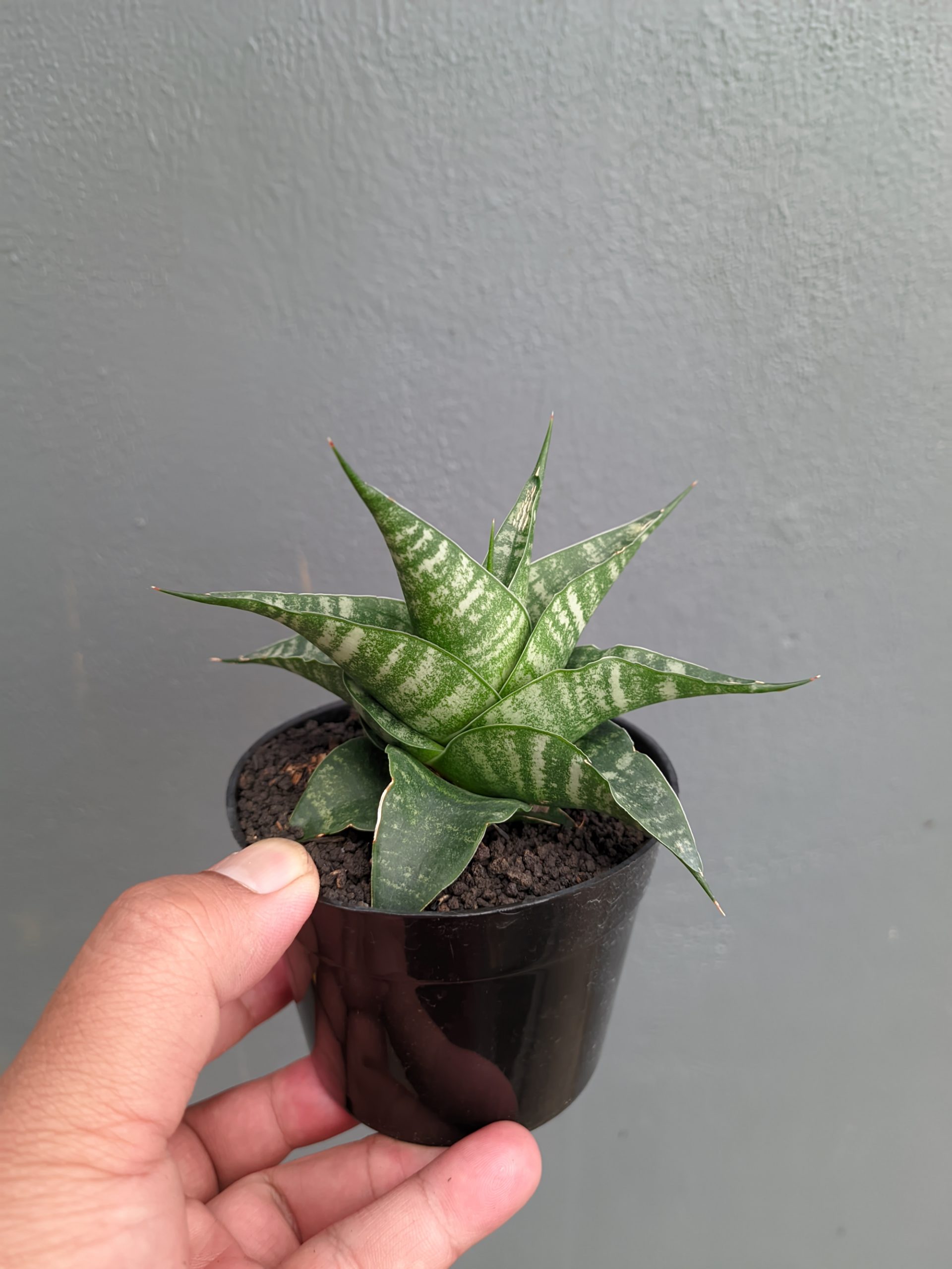 1315. Sansevieria Vegeta - Image 4