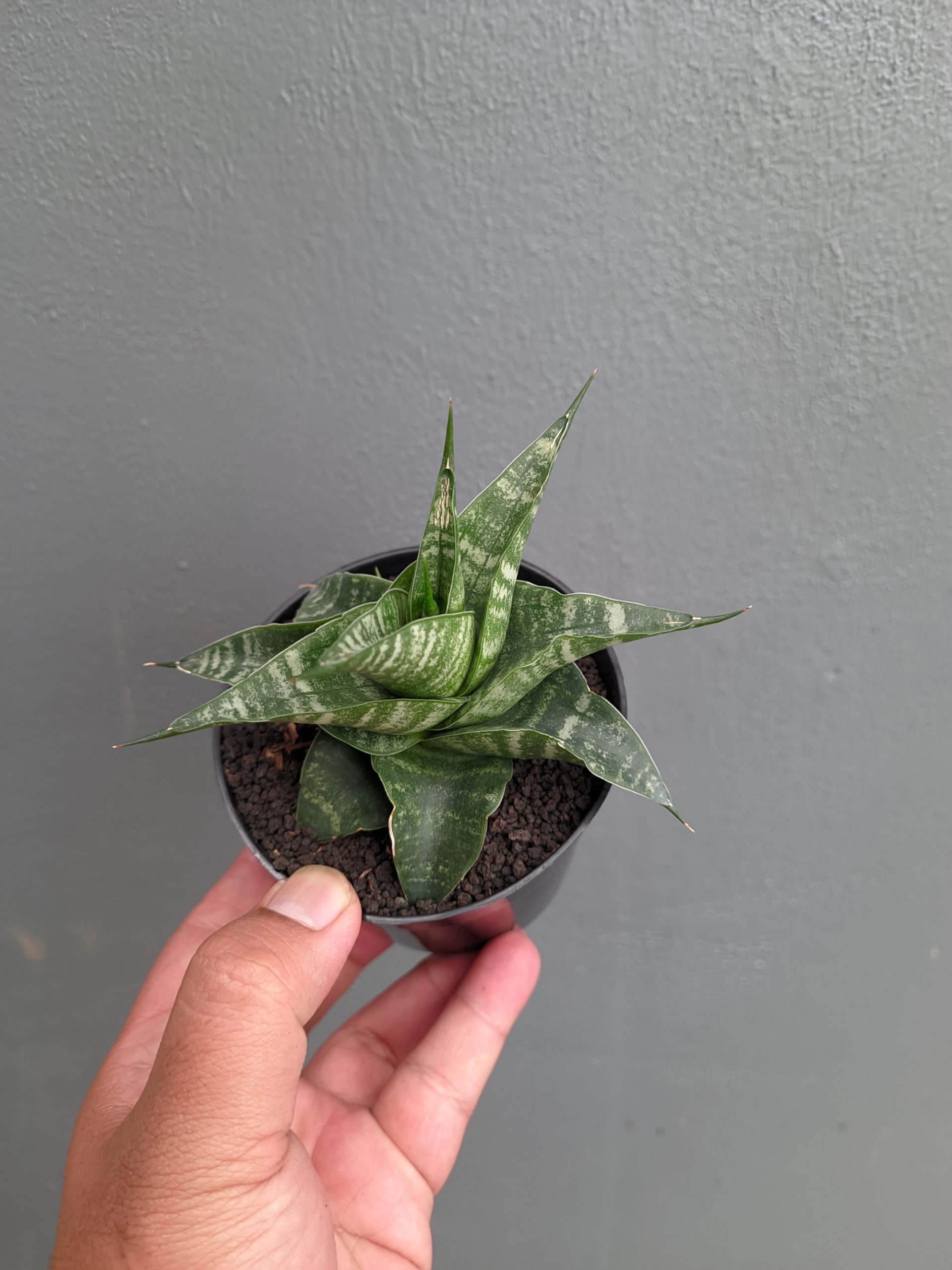 1315. Sansevieria Vegeta - Image 5