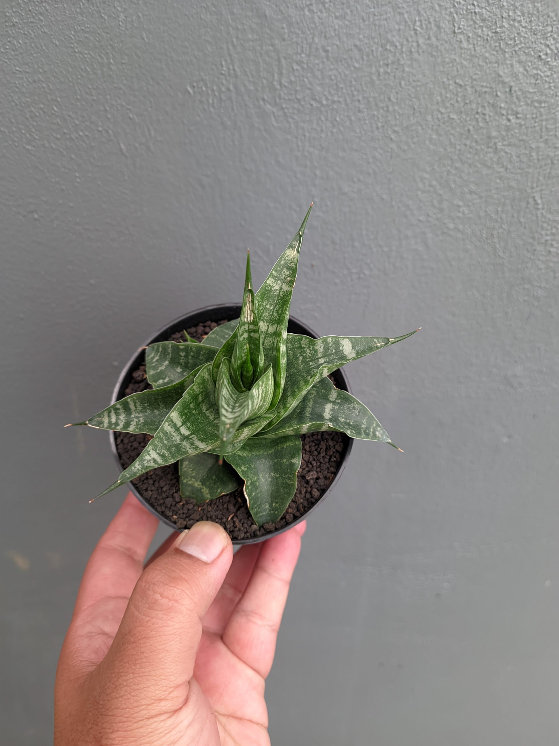 1315. Sansevieria Vegeta - Image 6