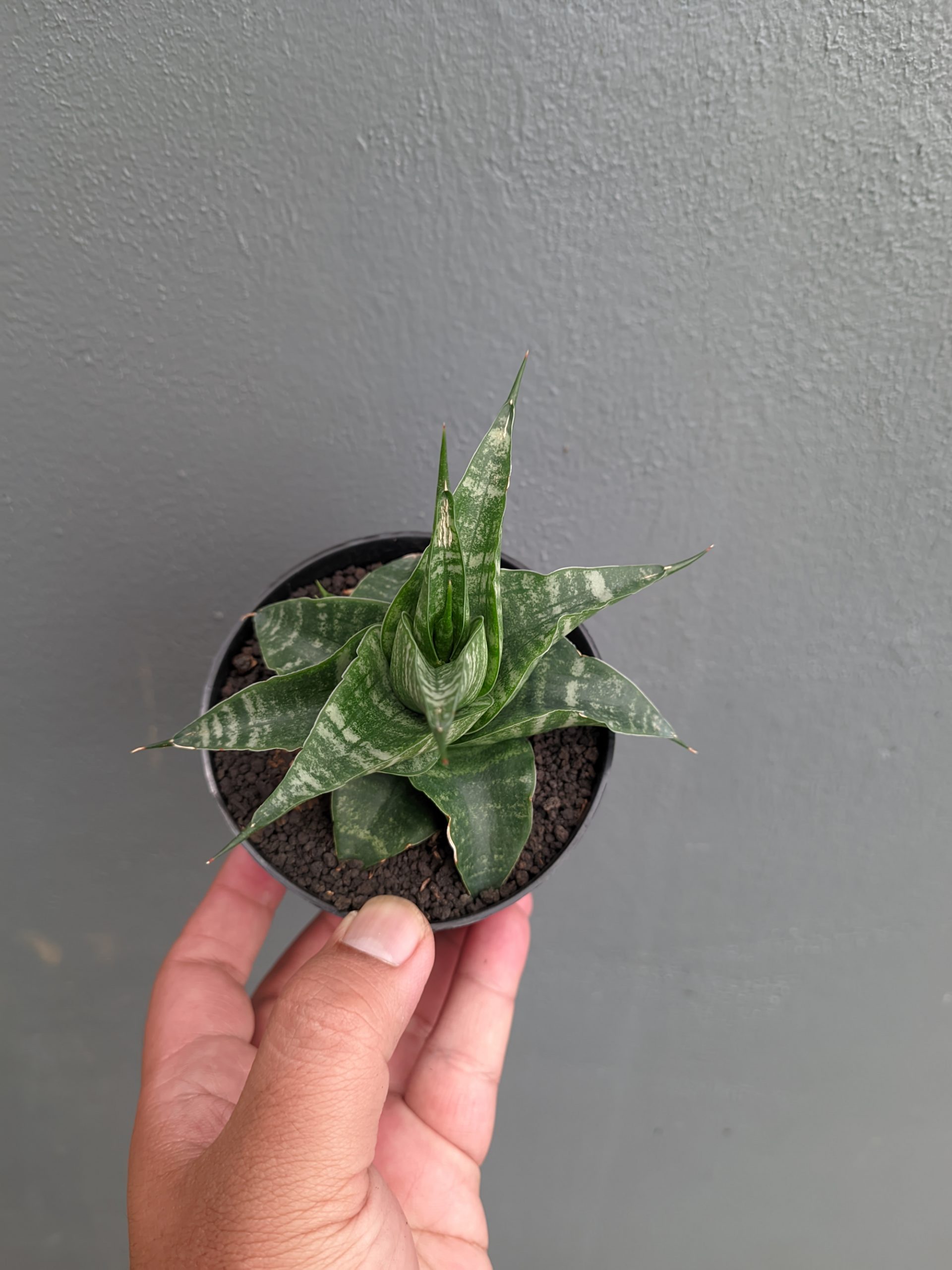 1315. Sansevieria Vegeta - Image 7