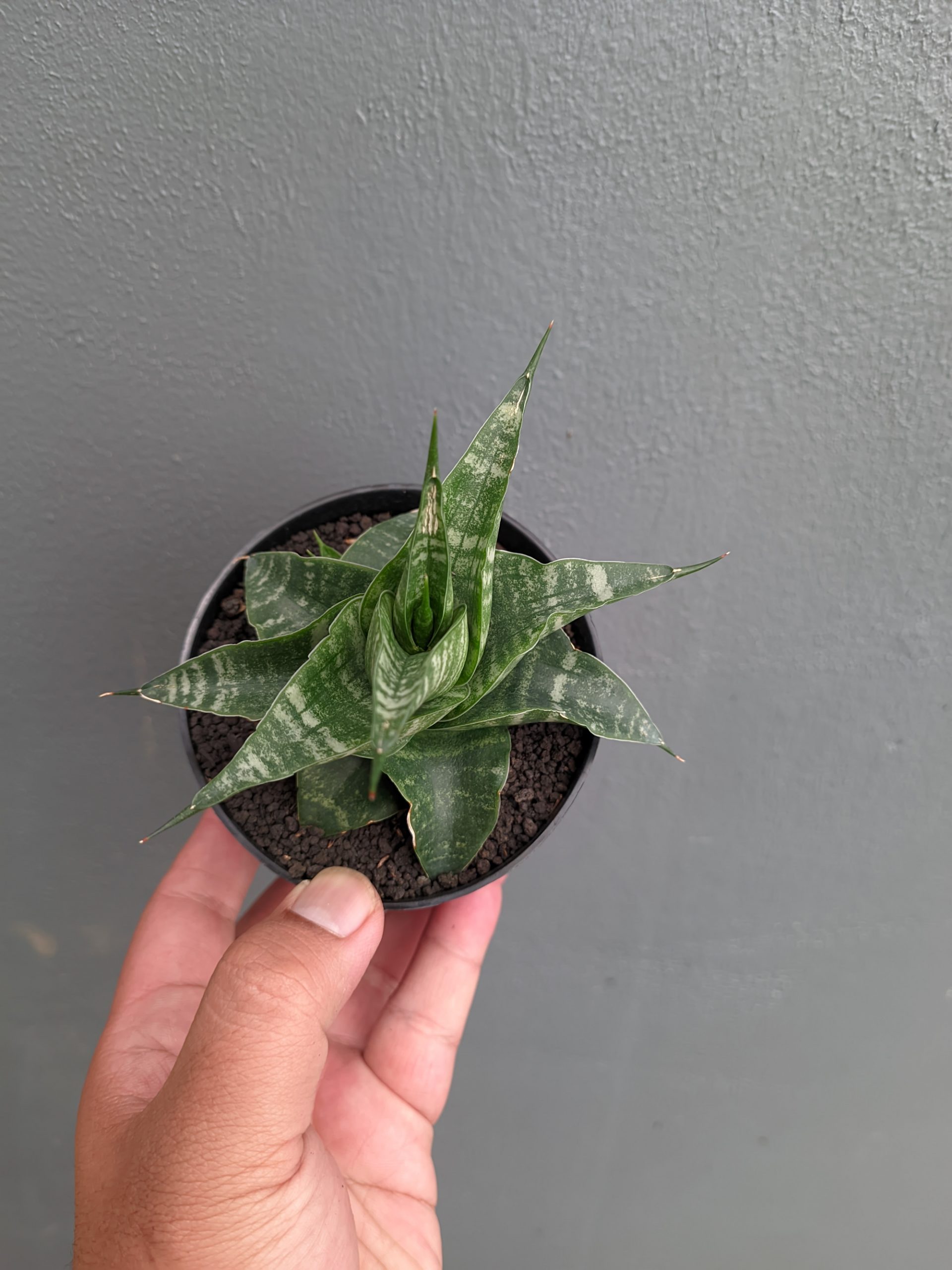 1315. Sansevieria Vegeta - Image 8