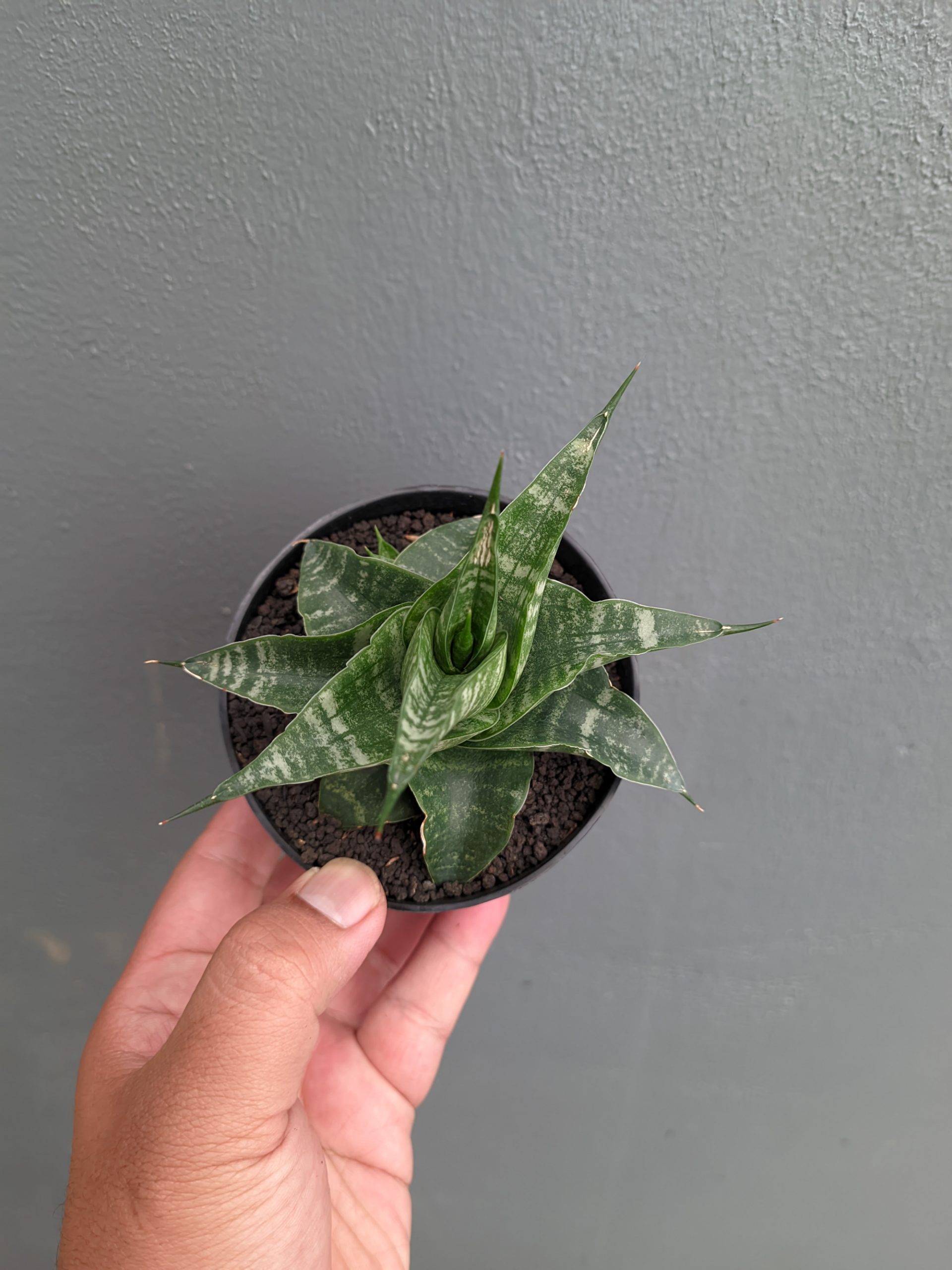 1315. Sansevieria Vegeta - Image 9