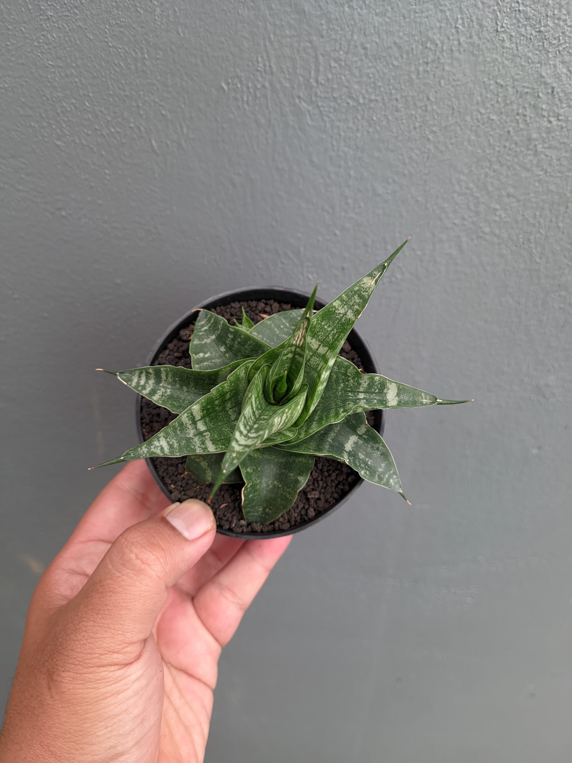 1315. Sansevieria Vegeta - Image 10
