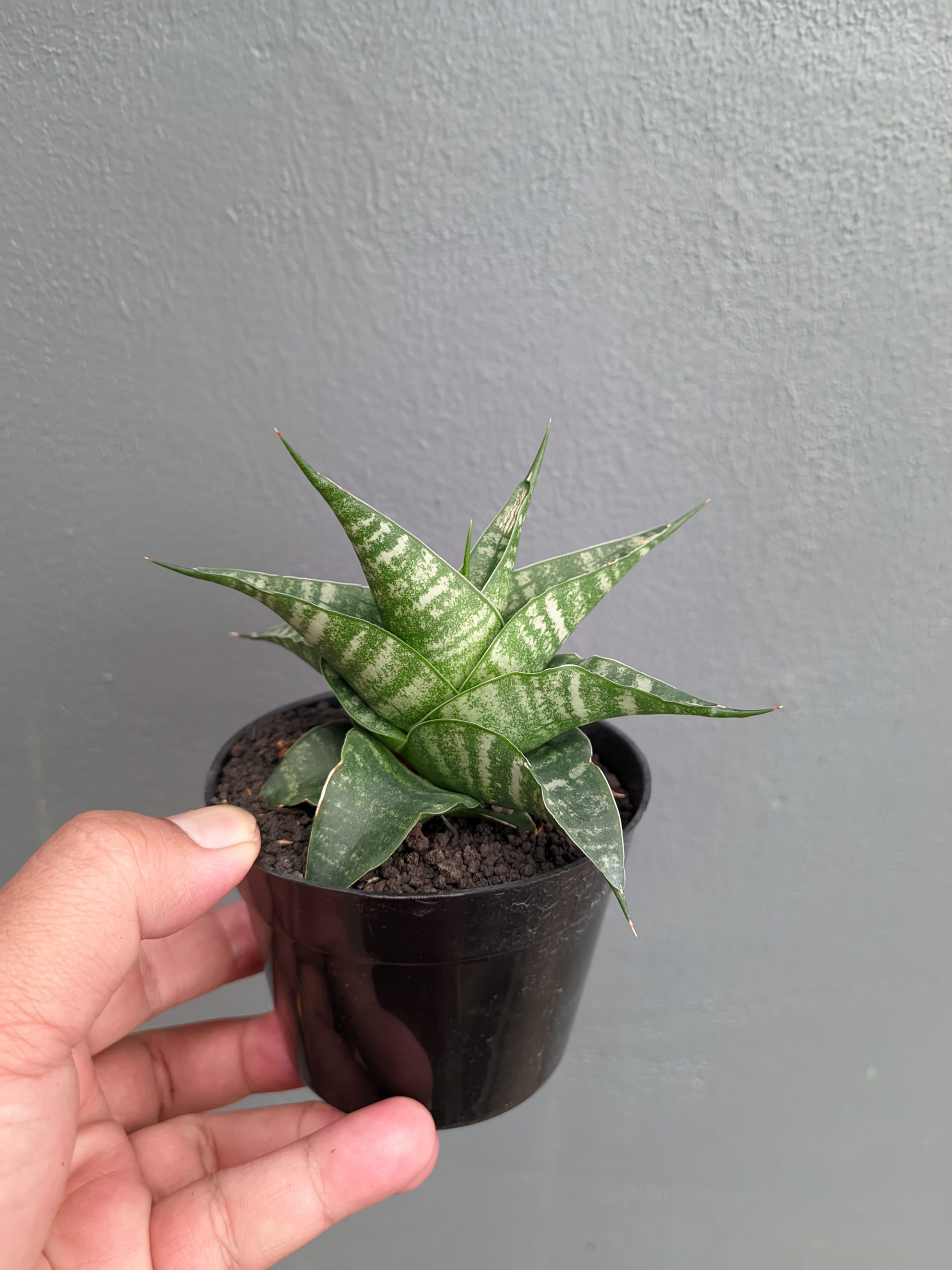 1315. Sansevieria Vegeta - Image 11