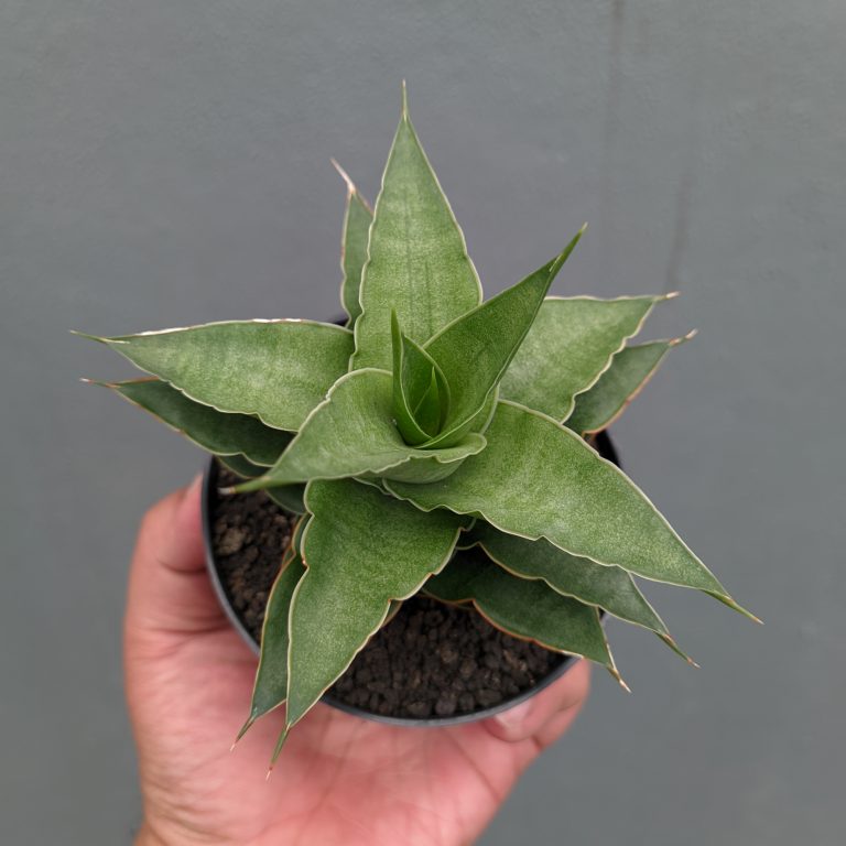 1316. Sansevieria Wulan