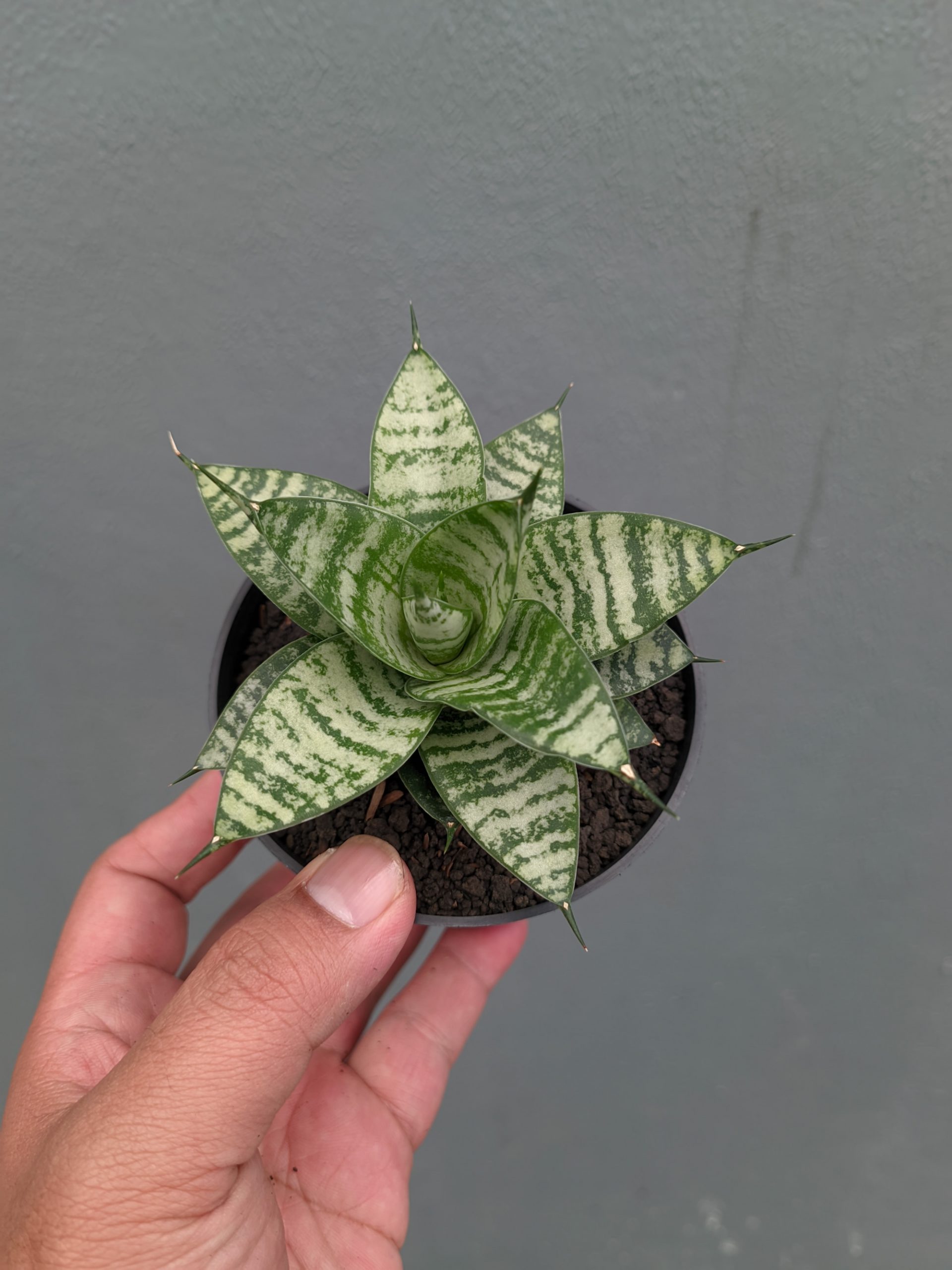 1317. Sansevieria Pandawa - Image 3