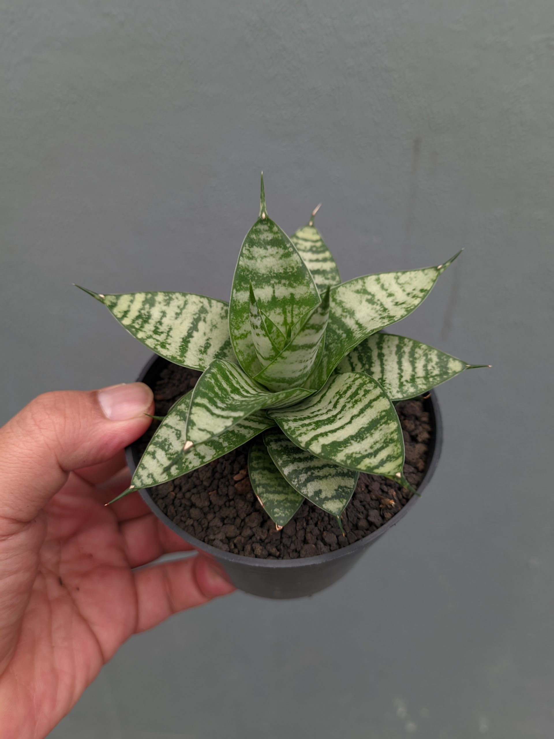 1317. Sansevieria Pandawa - Image 11