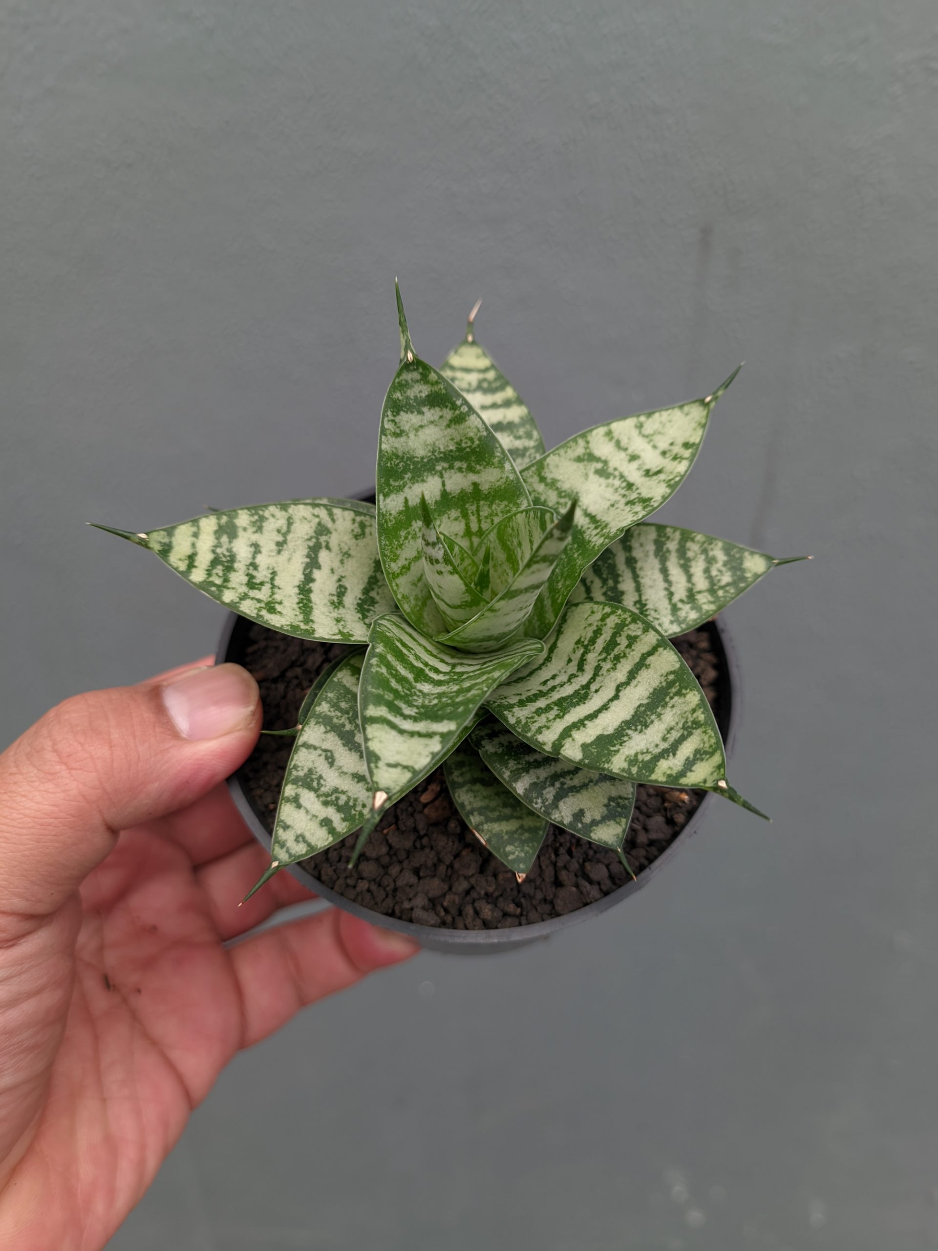 1317. Sansevieria Pandawa - Image 12