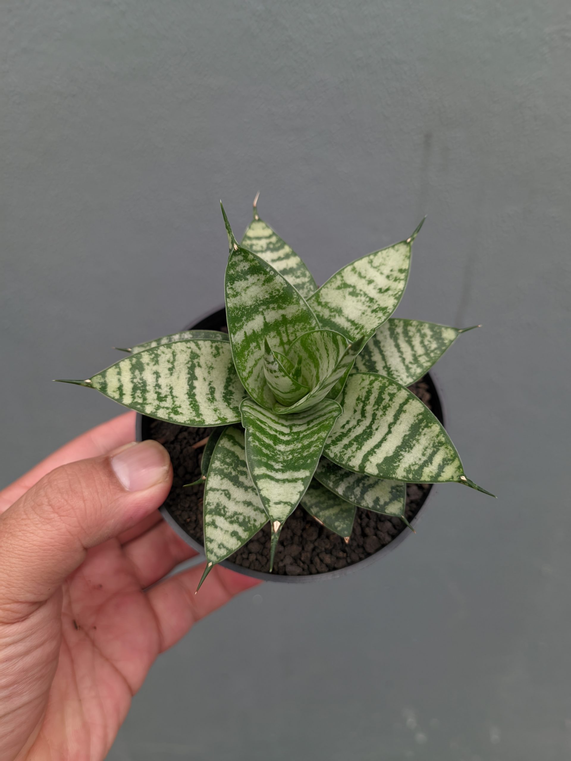 1317. Sansevieria Pandawa - Image 13