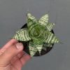 1317. Sansevieria Pandawa