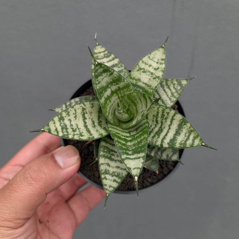 1317. Sansevieria Pandawa