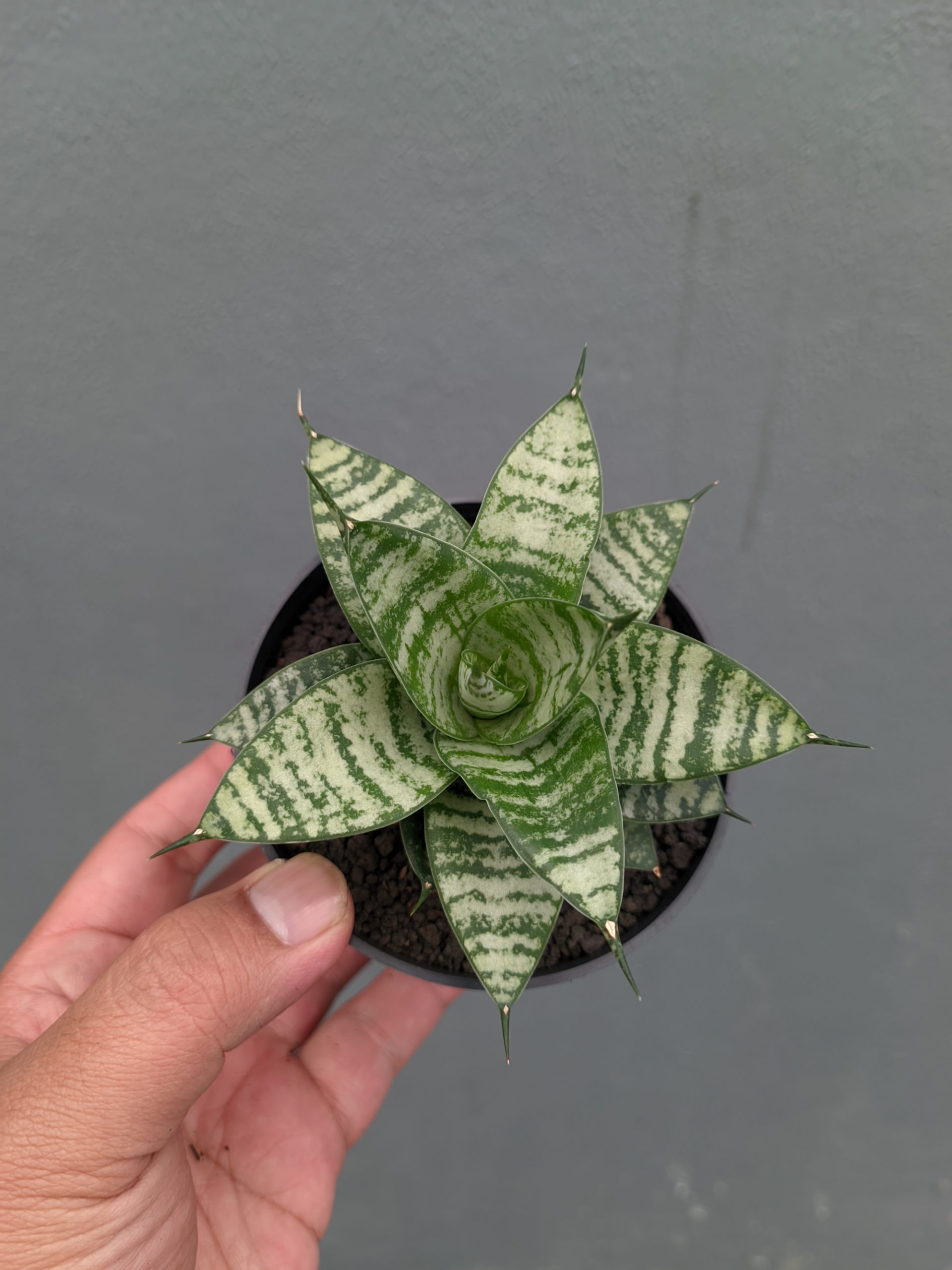 1317. Sansevieria Pandawa - Image 14