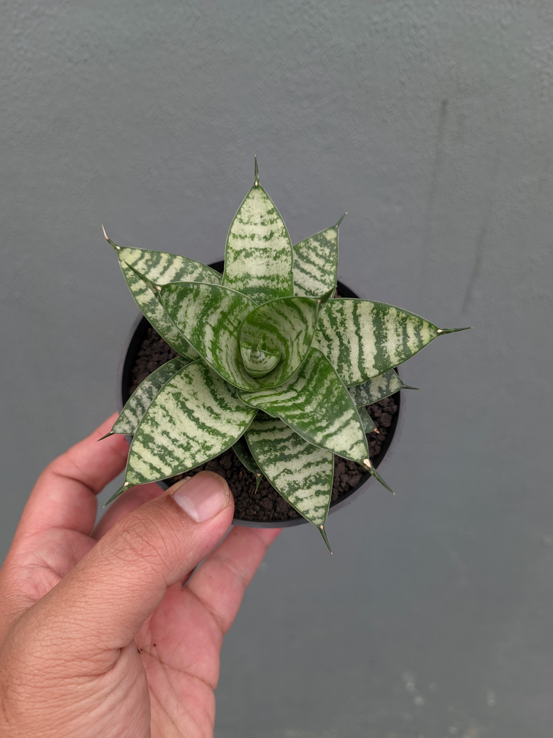 1317. Sansevieria Pandawa - Image 4