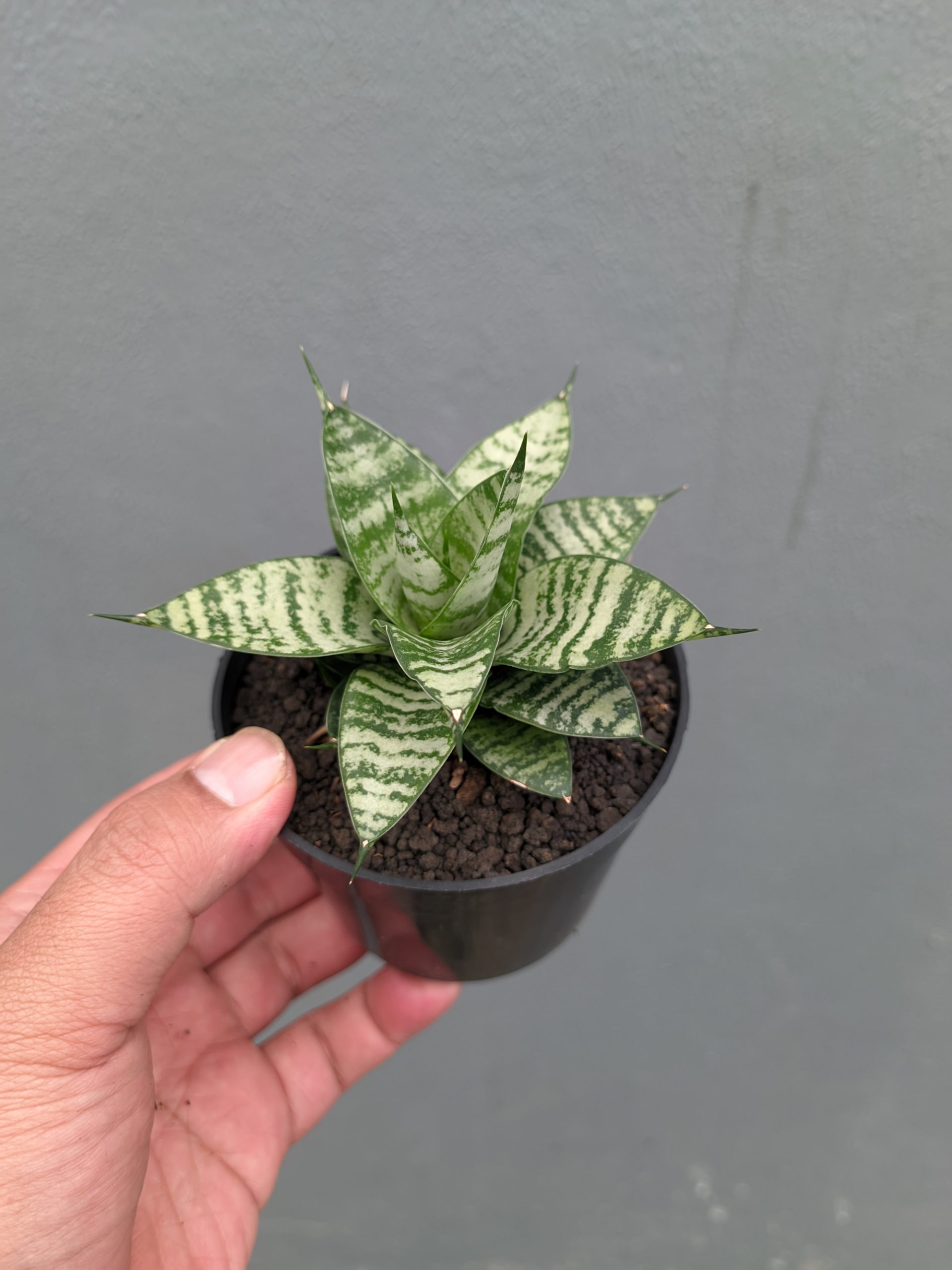 1317. Sansevieria Pandawa - Image 5