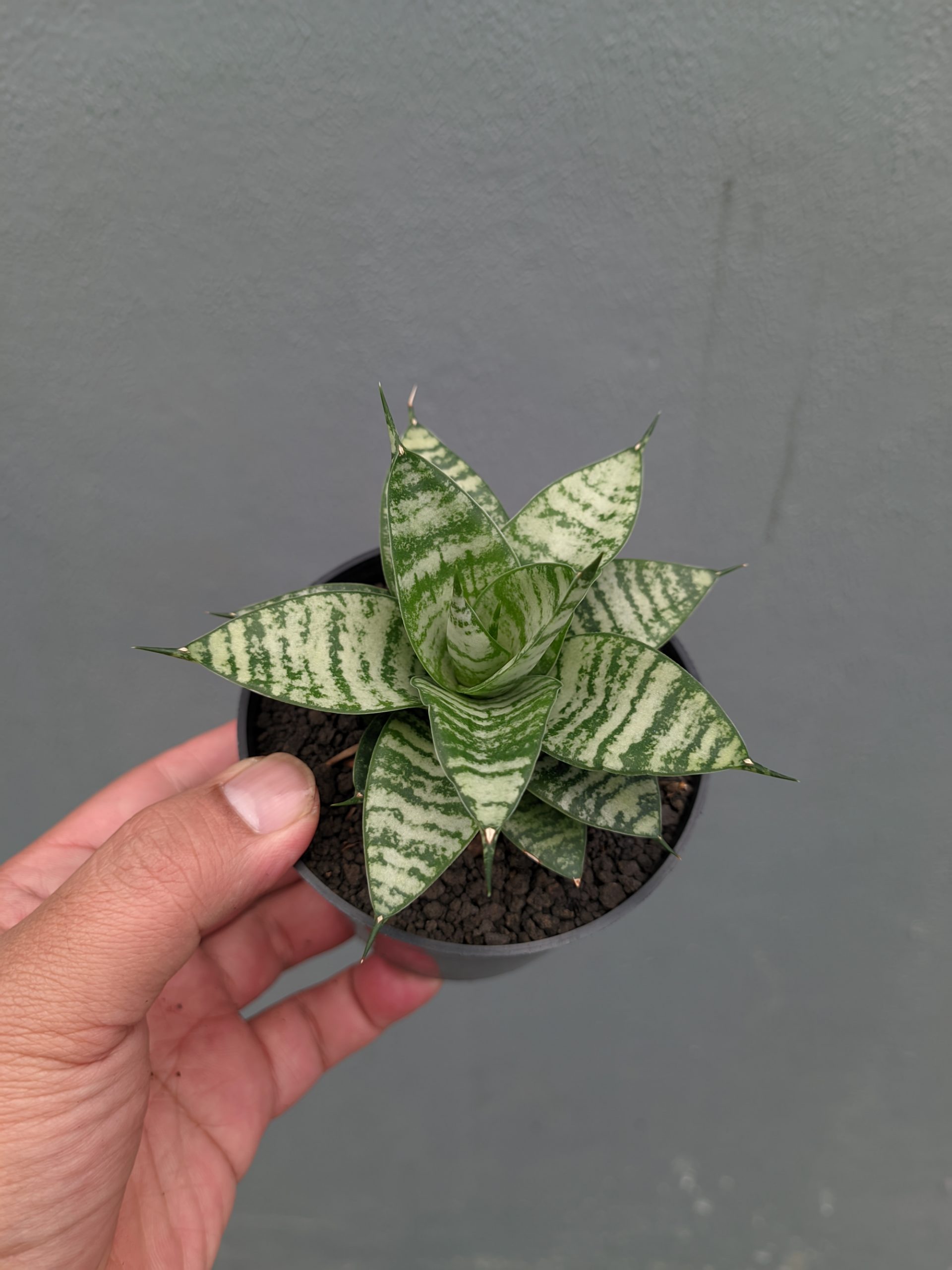 1317. Sansevieria Pandawa - Image 6