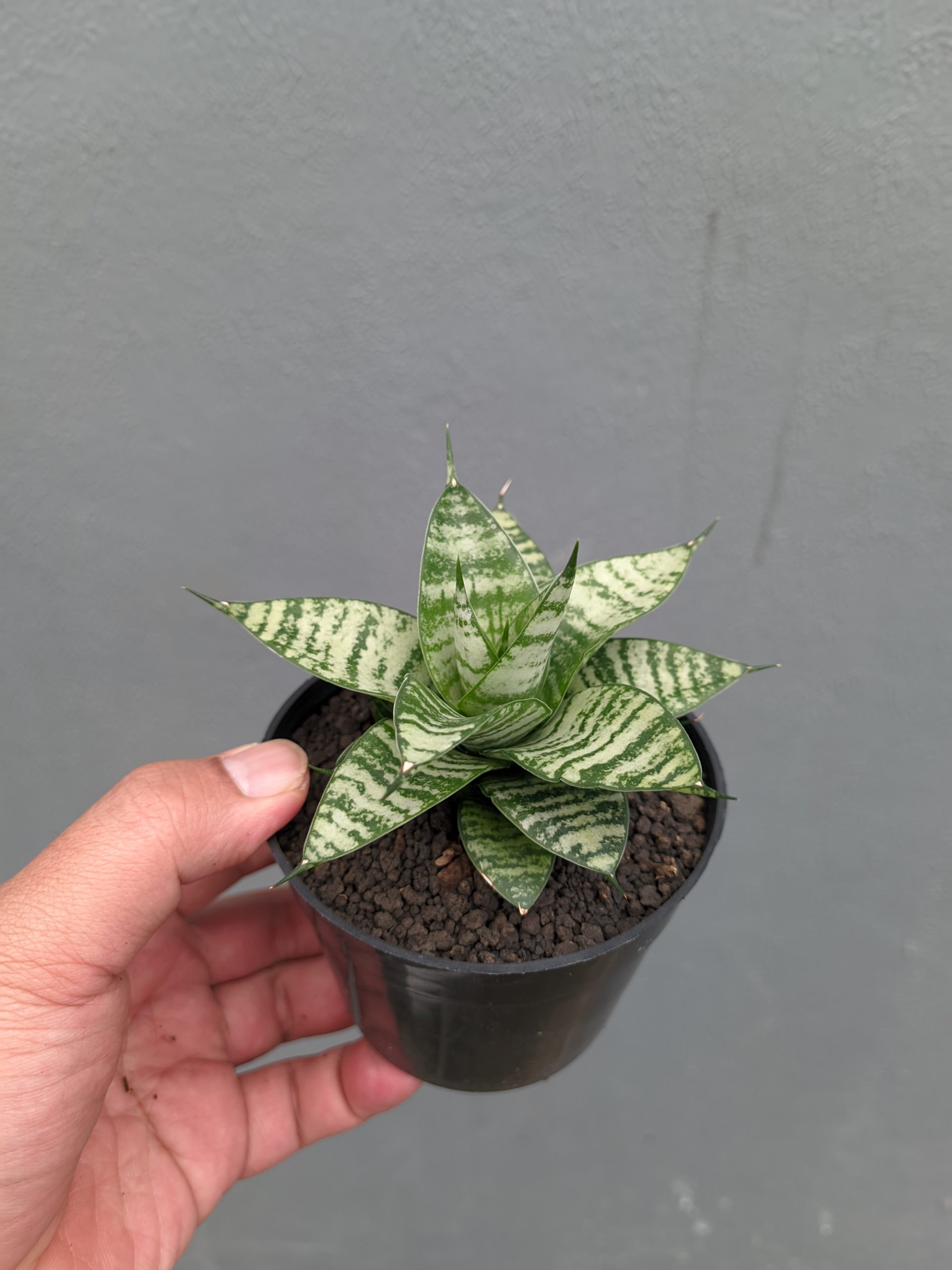 1317. Sansevieria Pandawa - Image 7