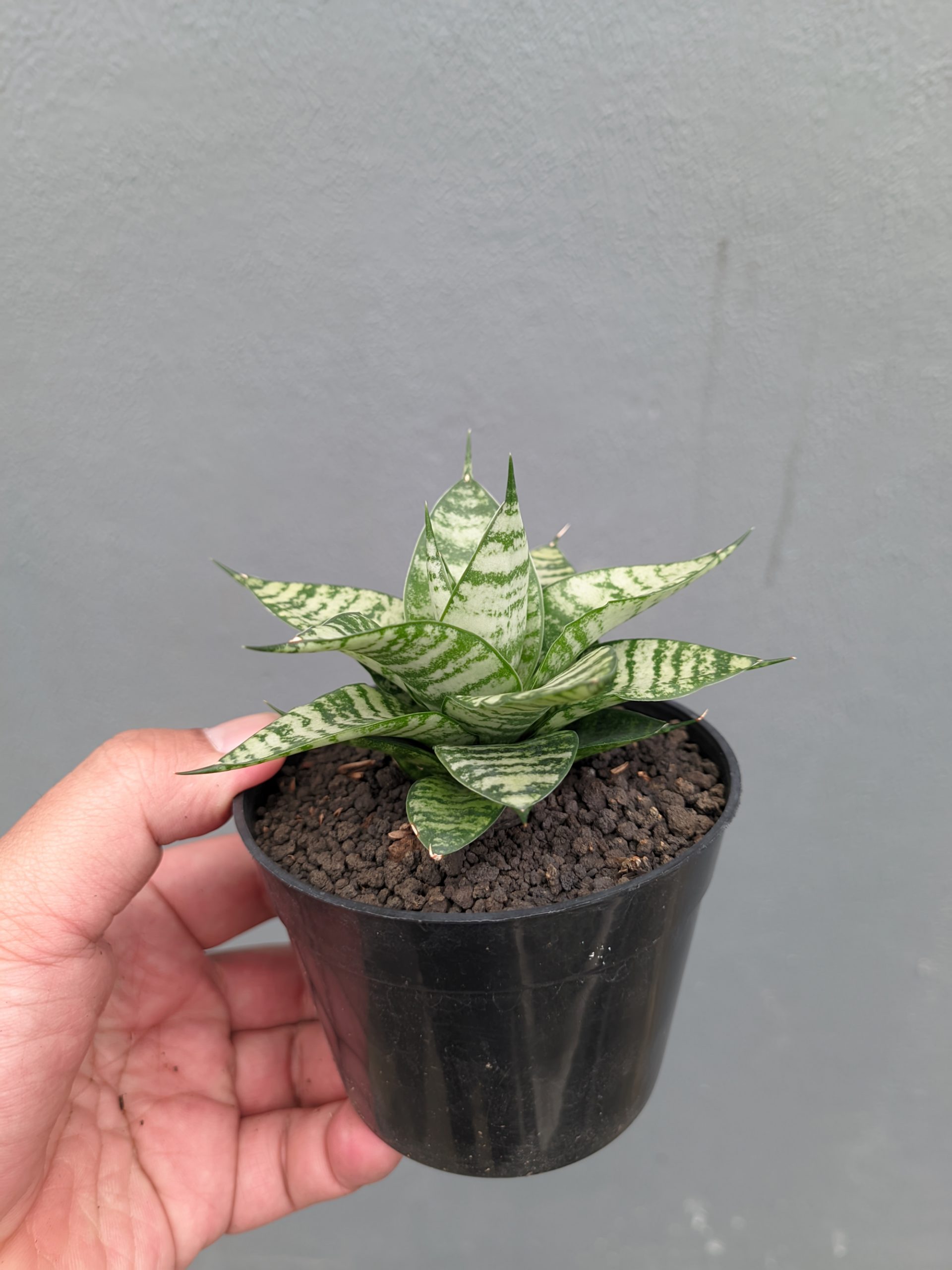 1317. Sansevieria Pandawa - Image 8