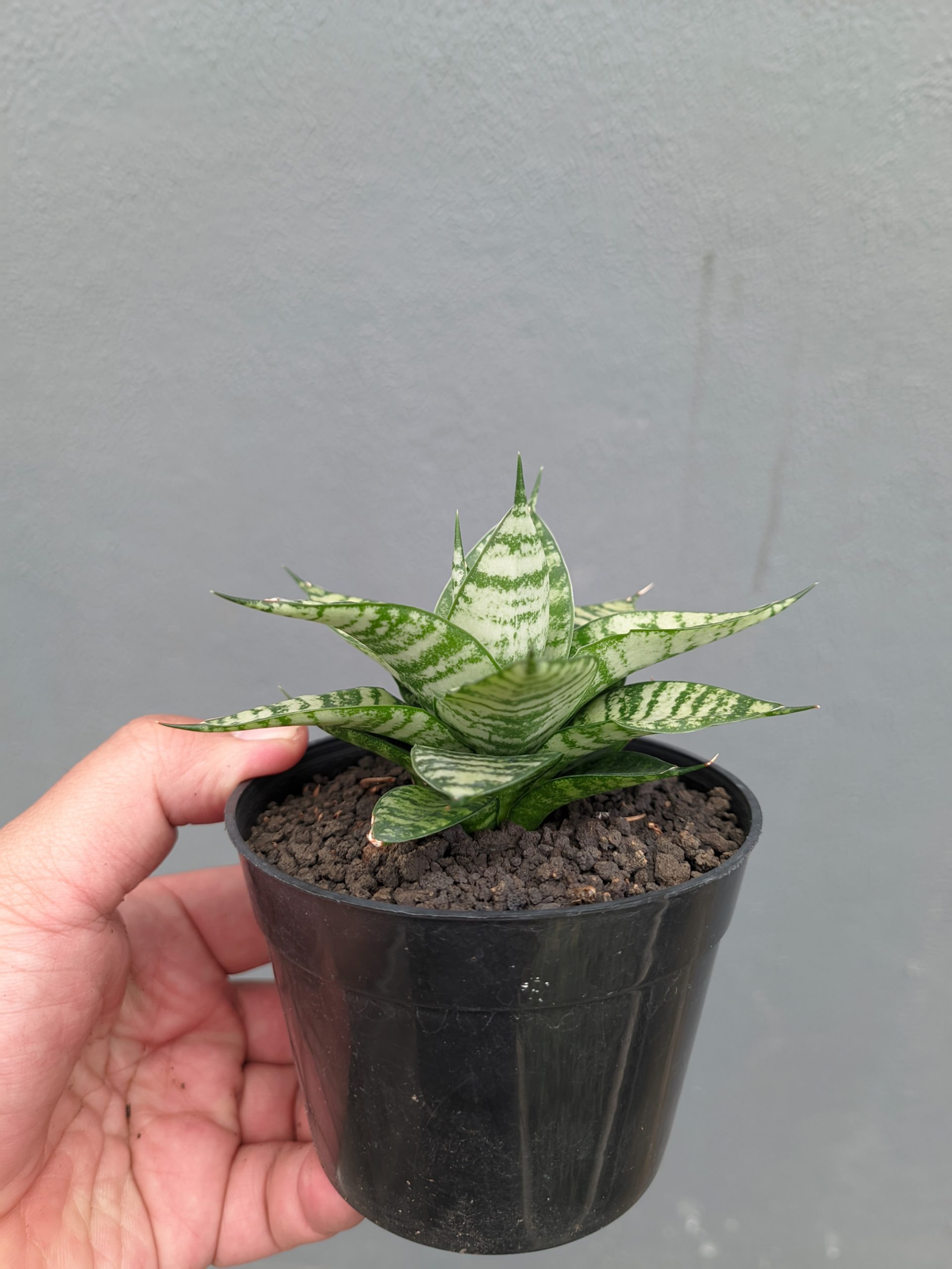 1317. Sansevieria Pandawa - Image 9