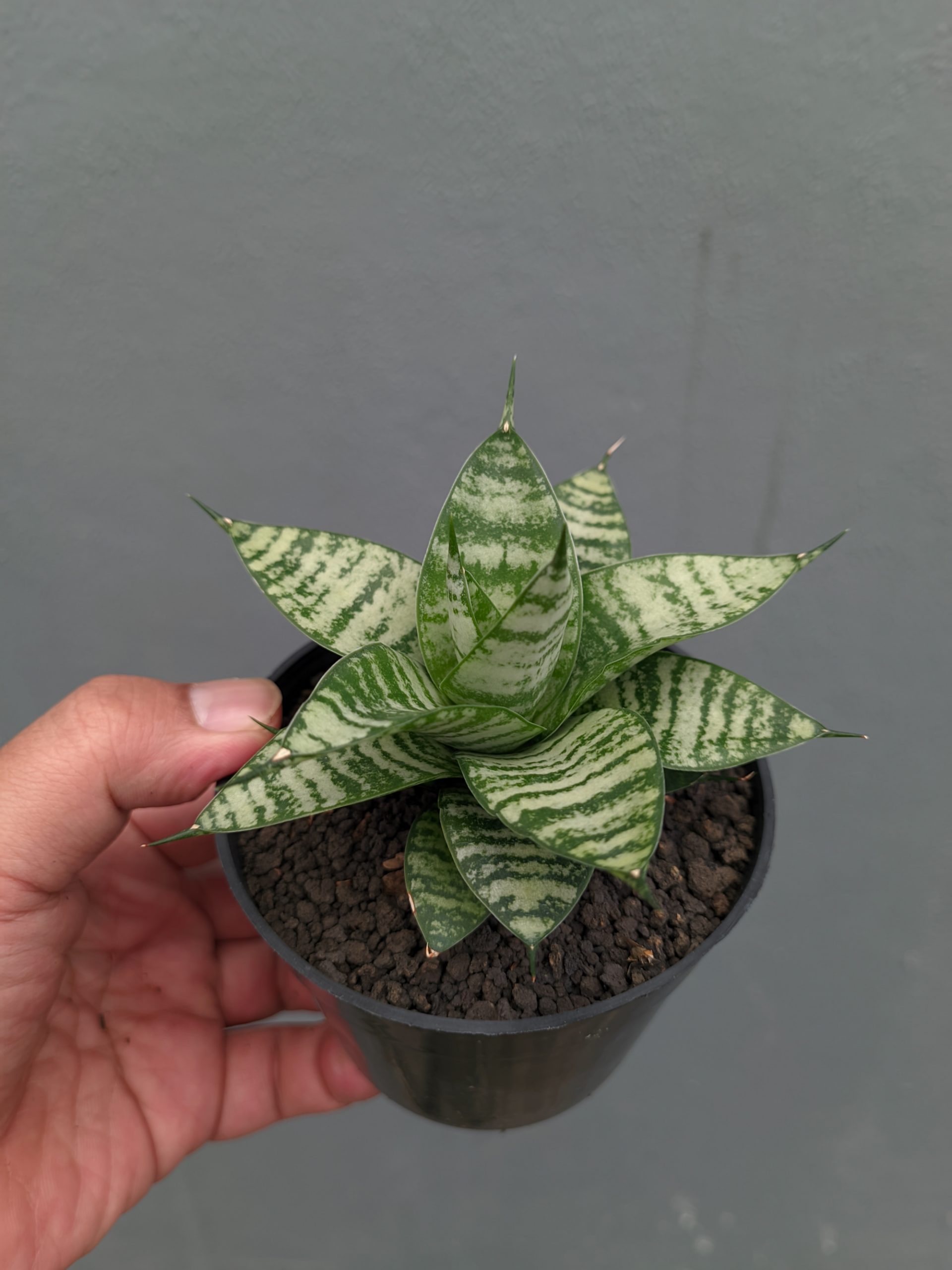 1317. Sansevieria Pandawa - Image 2