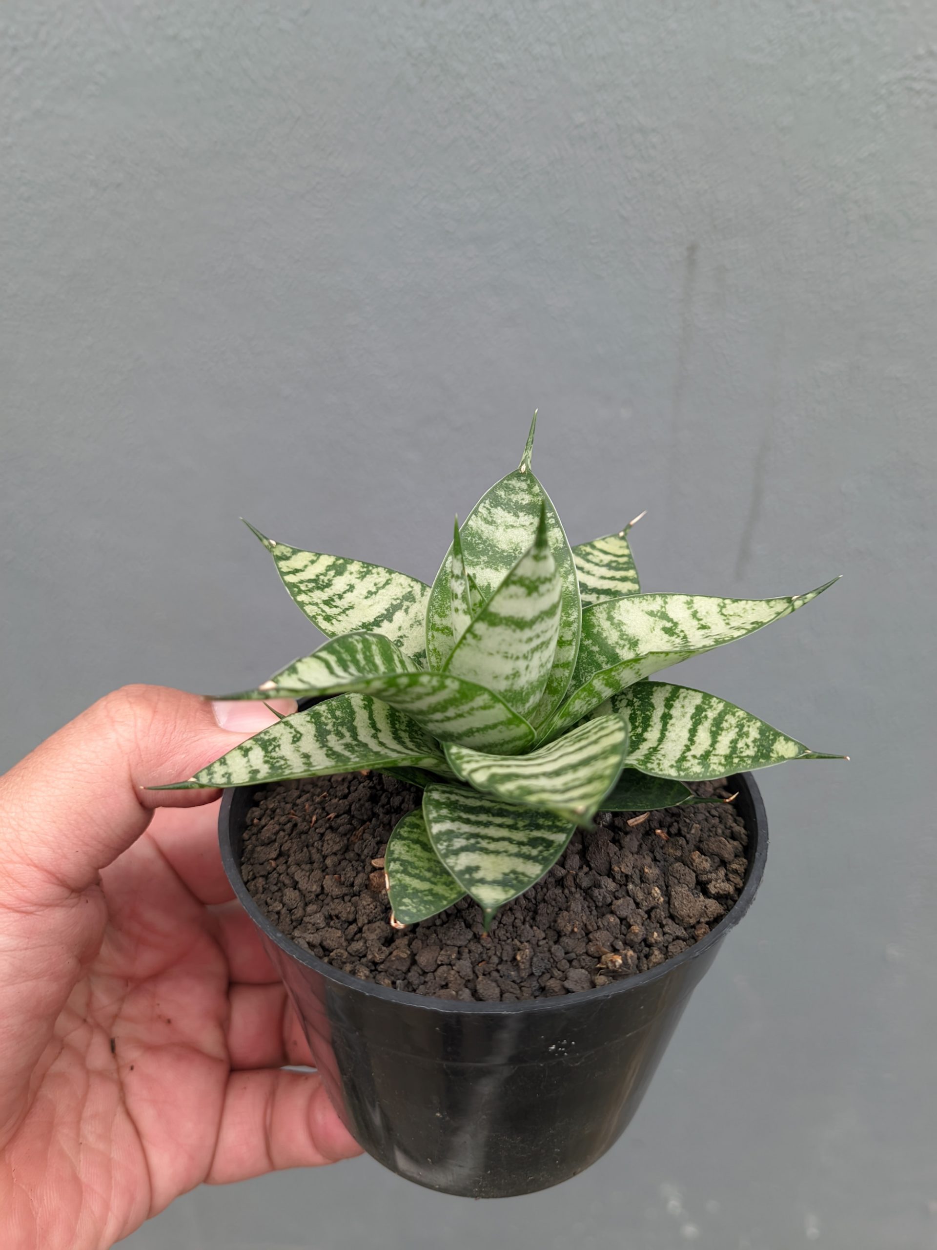 1317. Sansevieria Pandawa - Image 10
