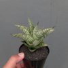 1318. Sansevieria Gendut