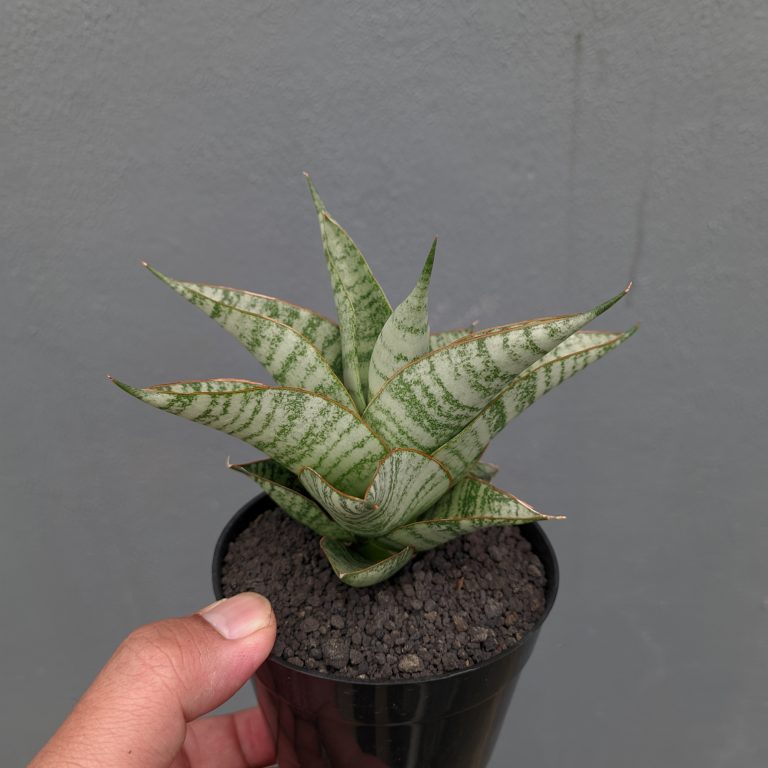 1318. Sansevieria Gendut