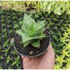 1320. Sansevieria Lotus