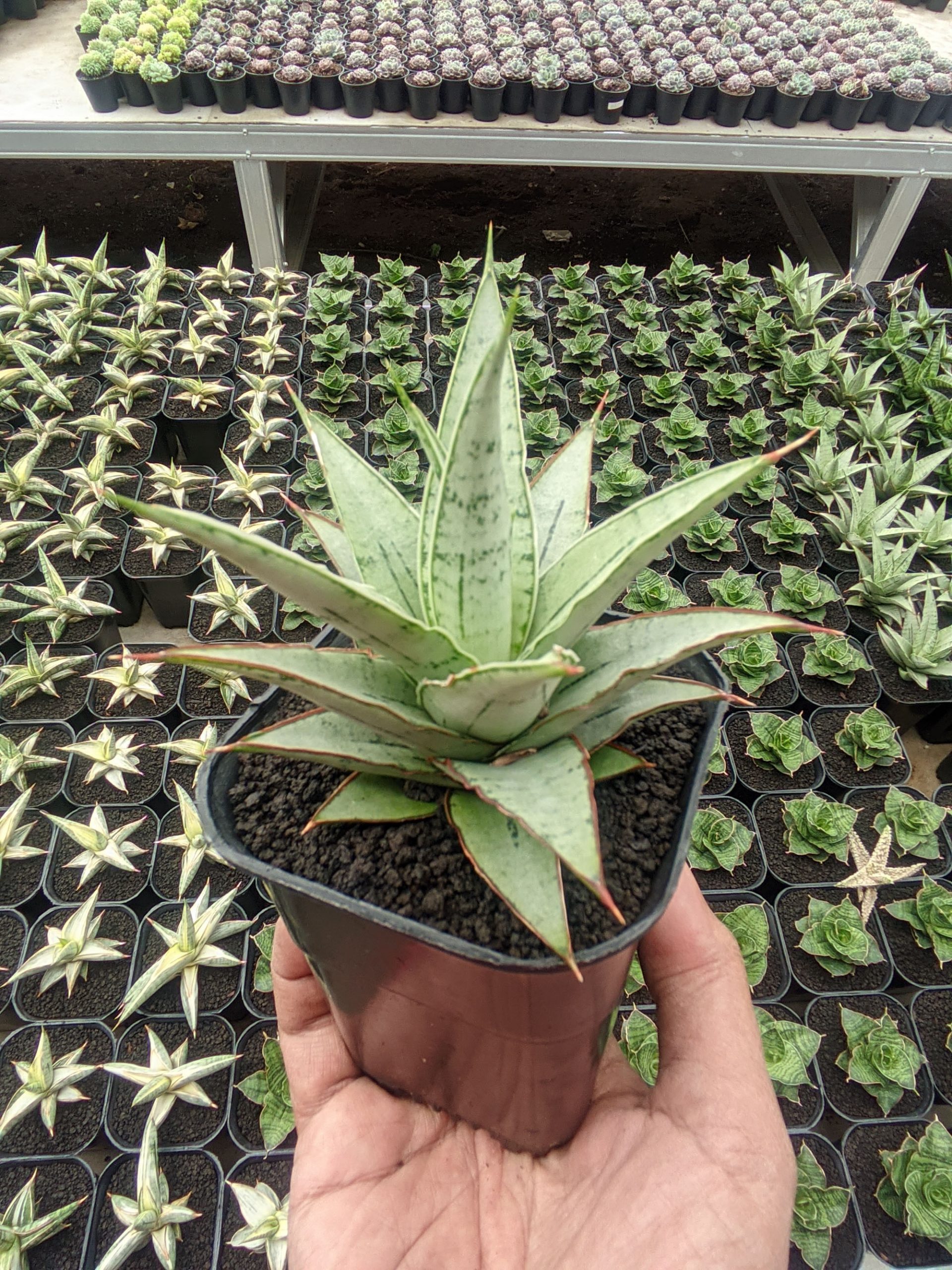 1321. Sansevieria Silver Sweet - Image 3