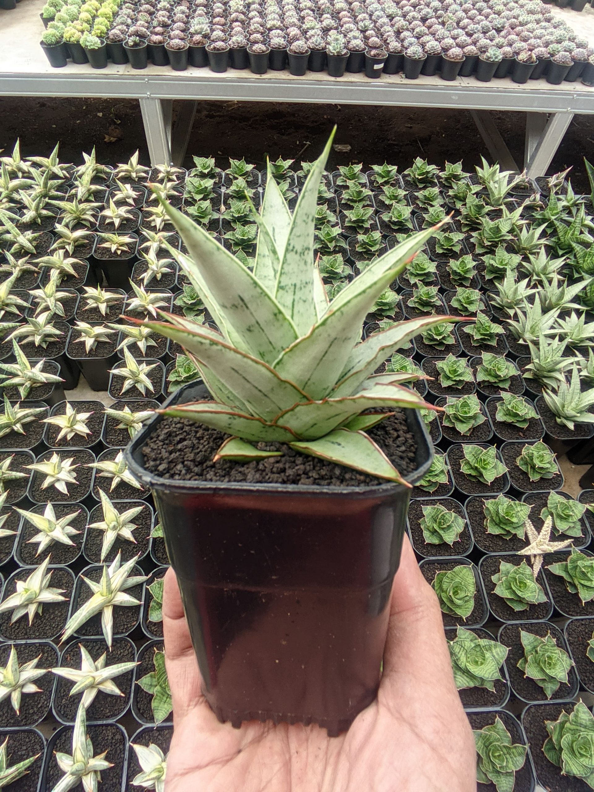 1321. Sansevieria Silver Sweet - Image 2