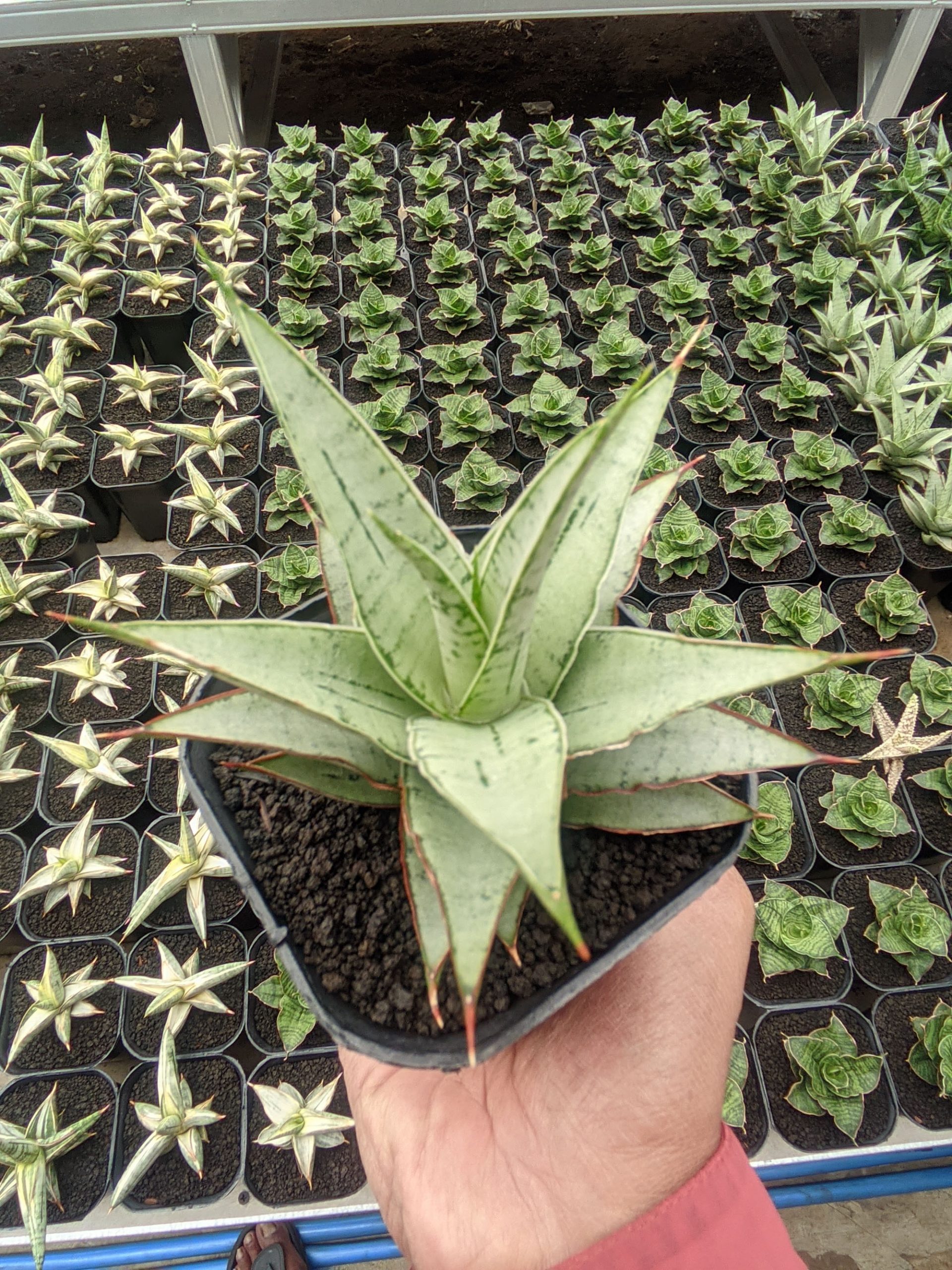 1321. Sansevieria Silver Sweet - Image 6