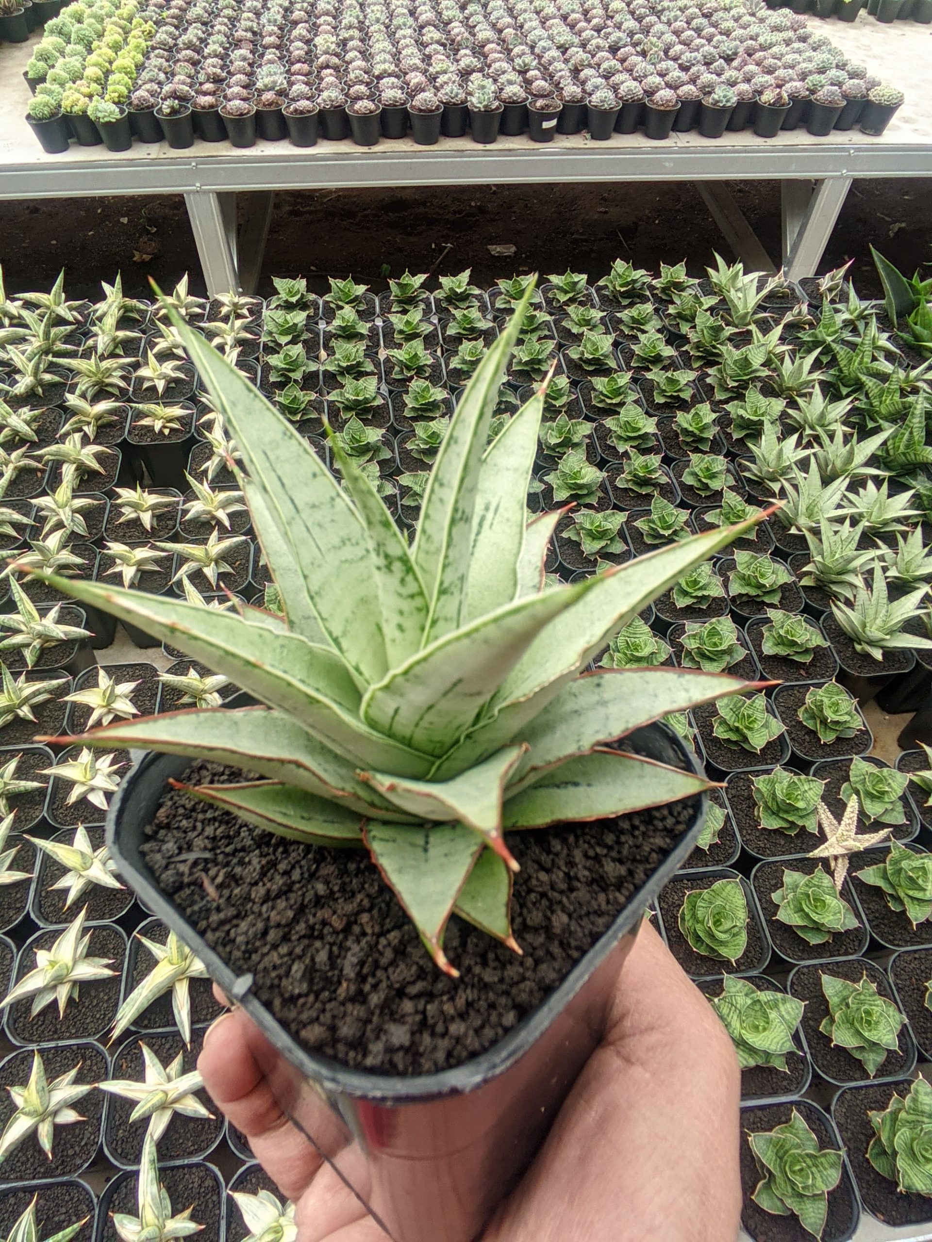 1321. Sansevieria Silver Sweet - Image 5