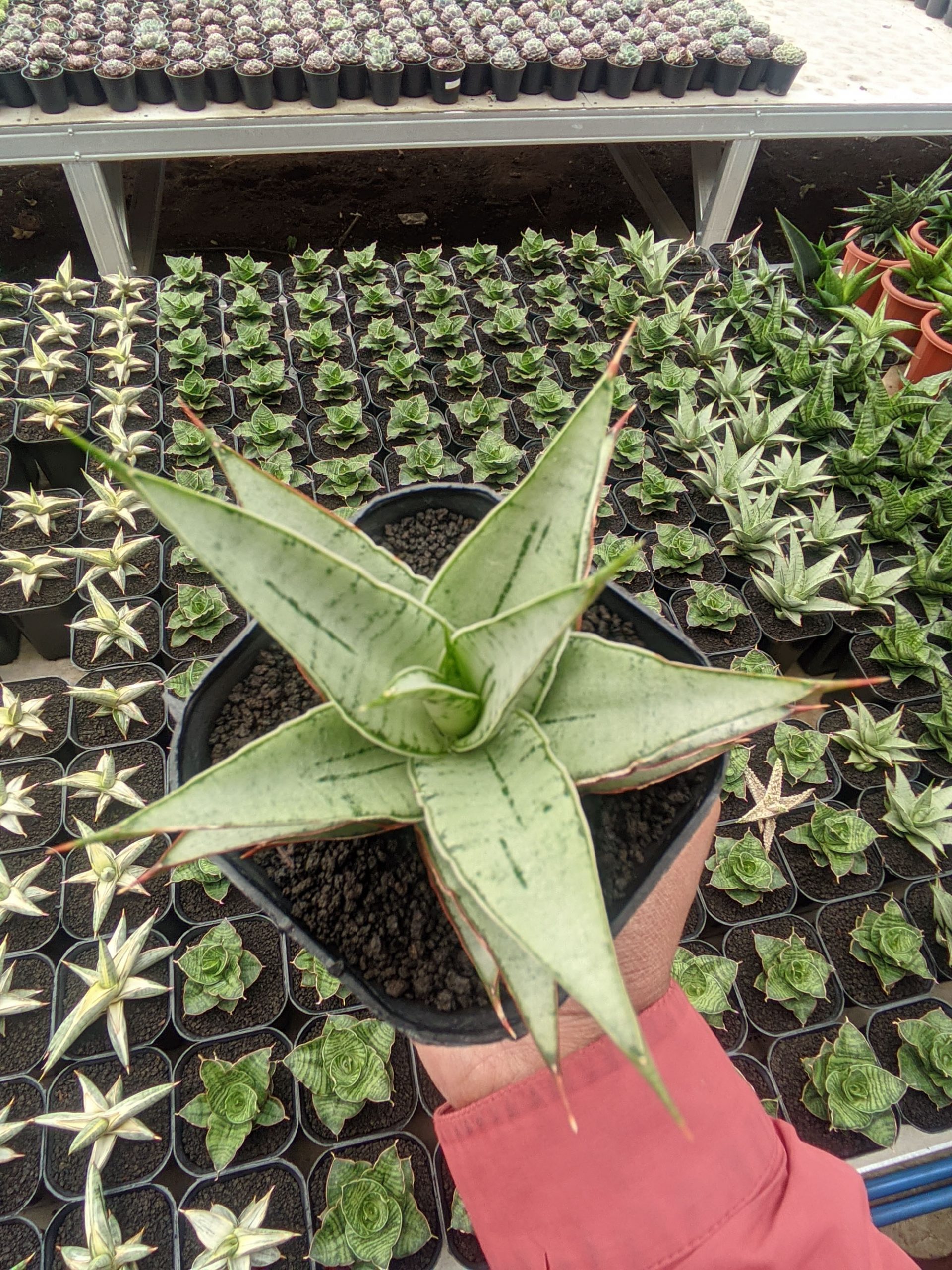 1321. Sansevieria Silver Sweet - Image 4
