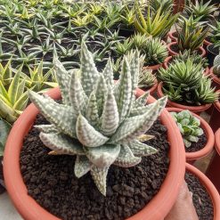 Alternative view of 1322. Haworthia Pumila Donuts Silver Variegated