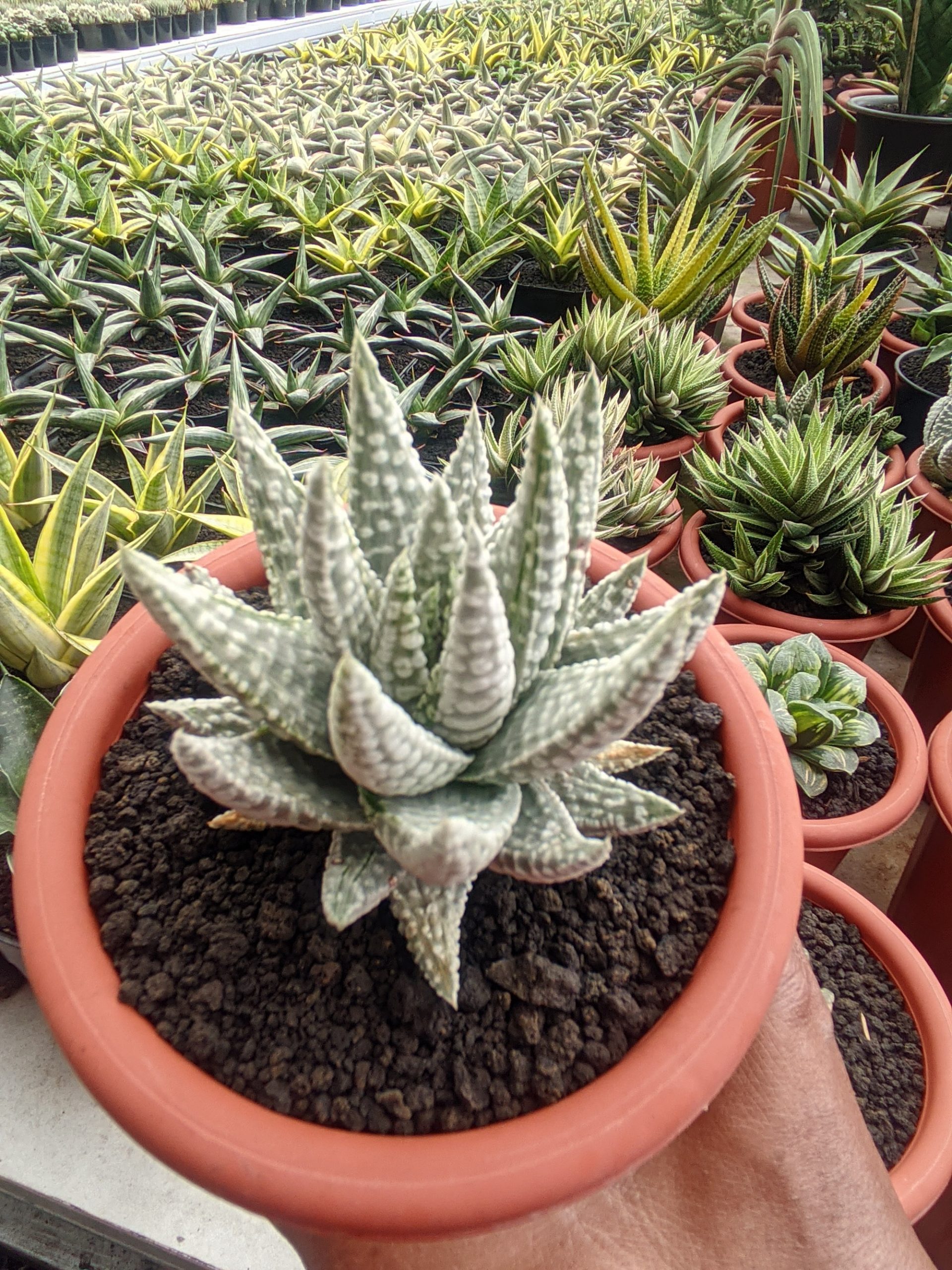 1322. Haworthia Pumila Donuts Silver Variegated - Image 2