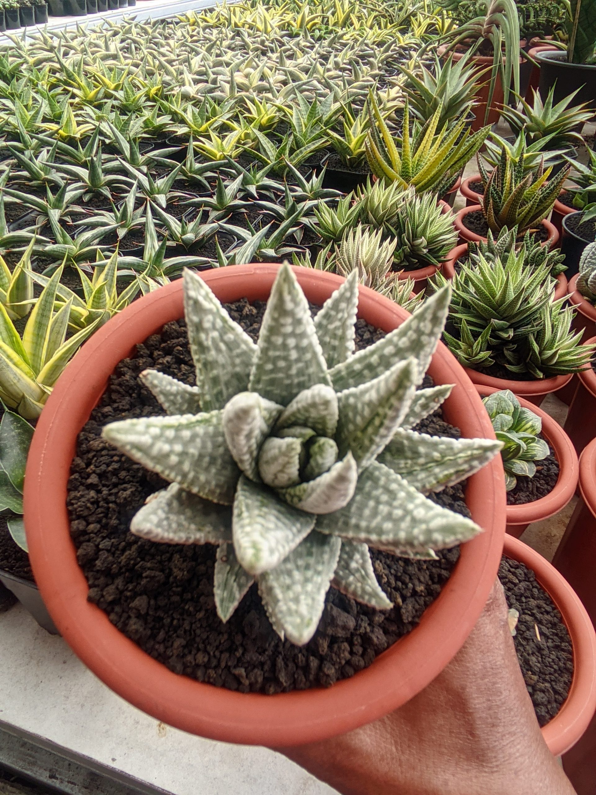 1322. Haworthia Pumila Donuts Silver Variegated - Image 5