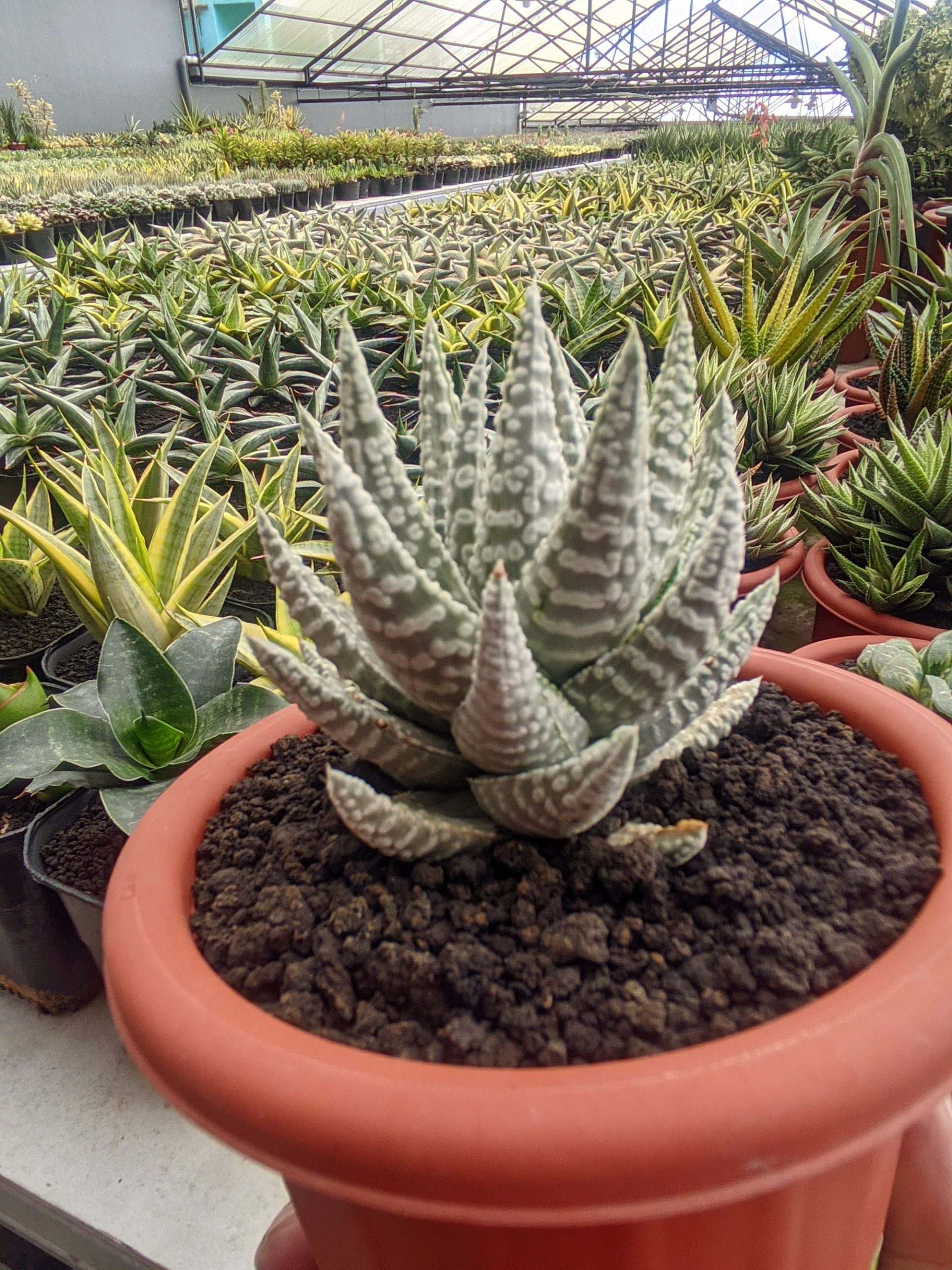 1322. Haworthia Pumila Donuts Silver Variegated - Image 4