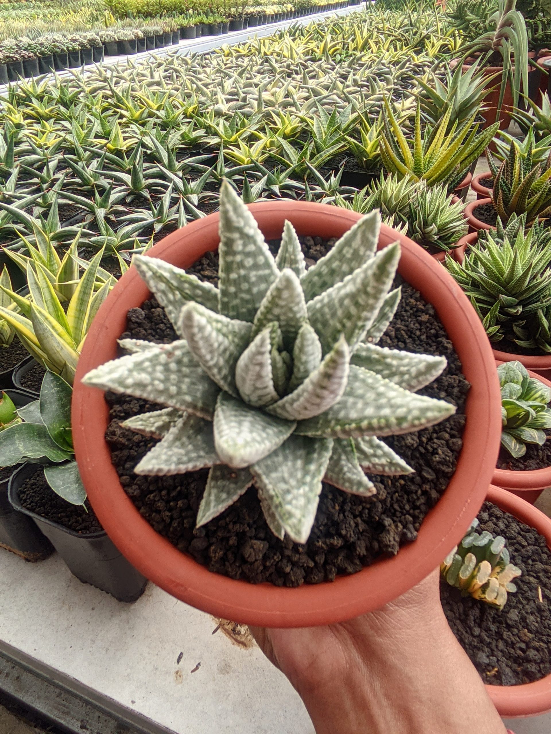 1322. Haworthia Pumila Donuts Silver Variegated - Image 3