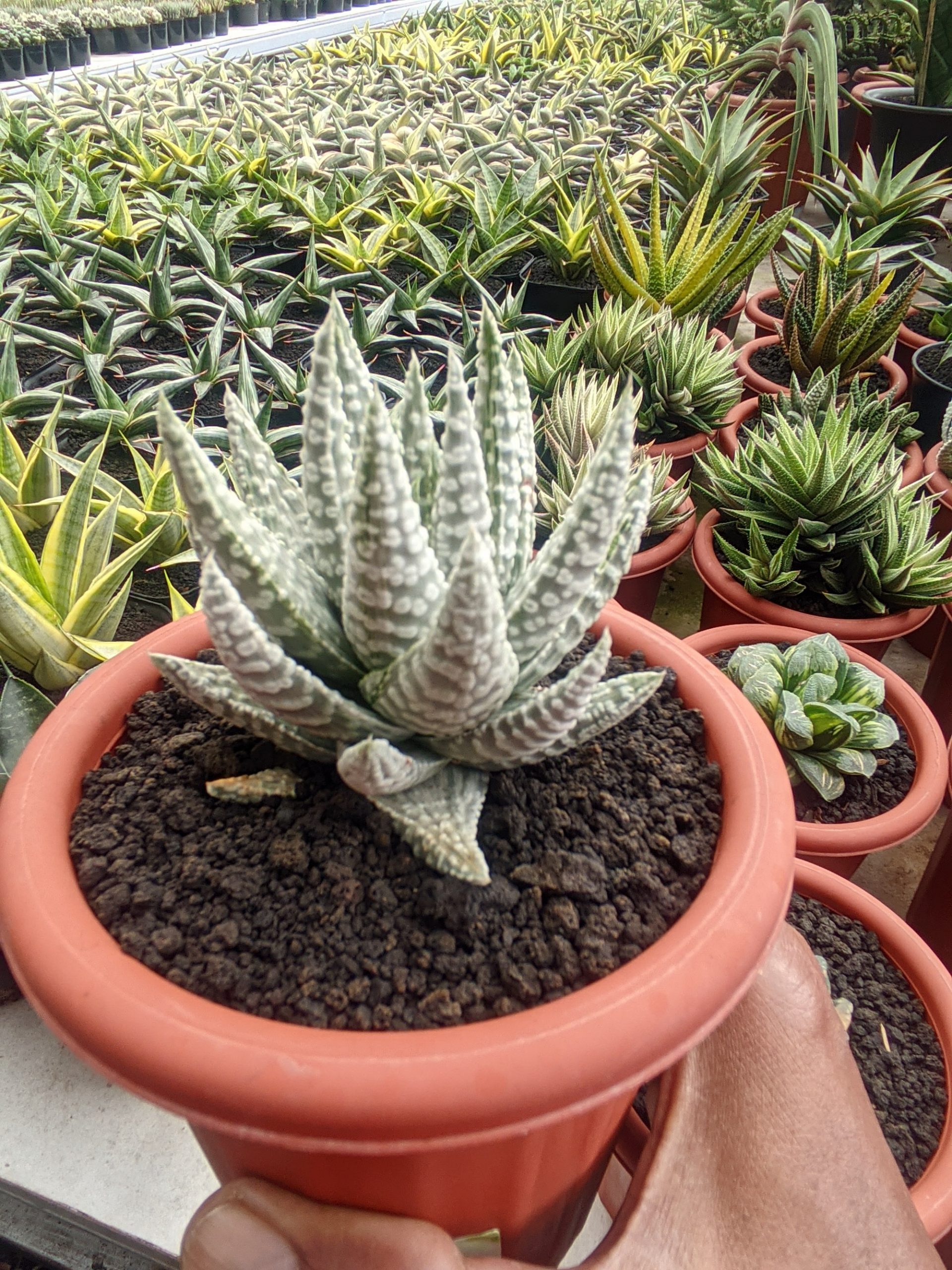 1322. Haworthia Pumila Donuts Silver Variegated - Image 6
